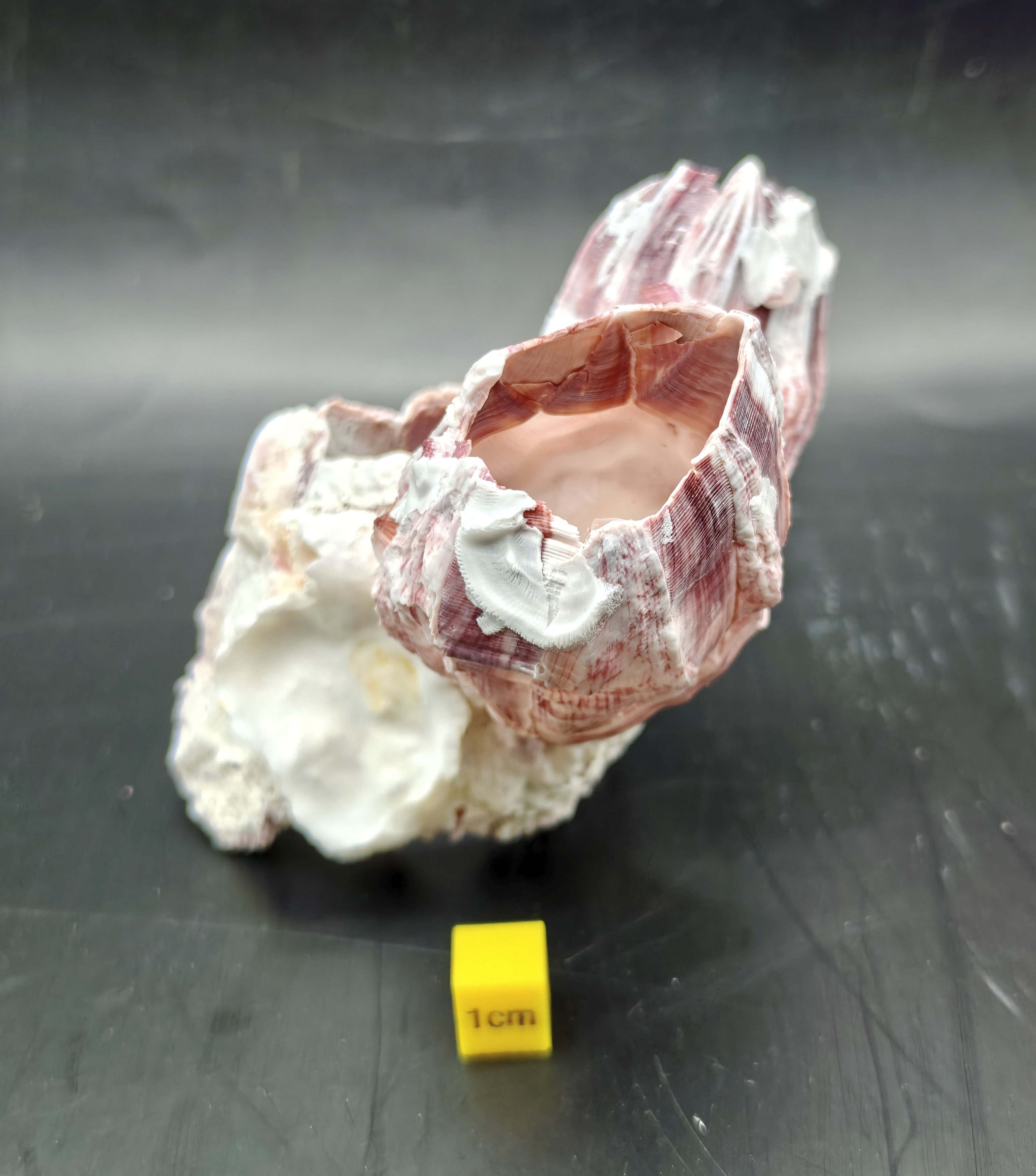 Natural Barnacle Cluster (Small)