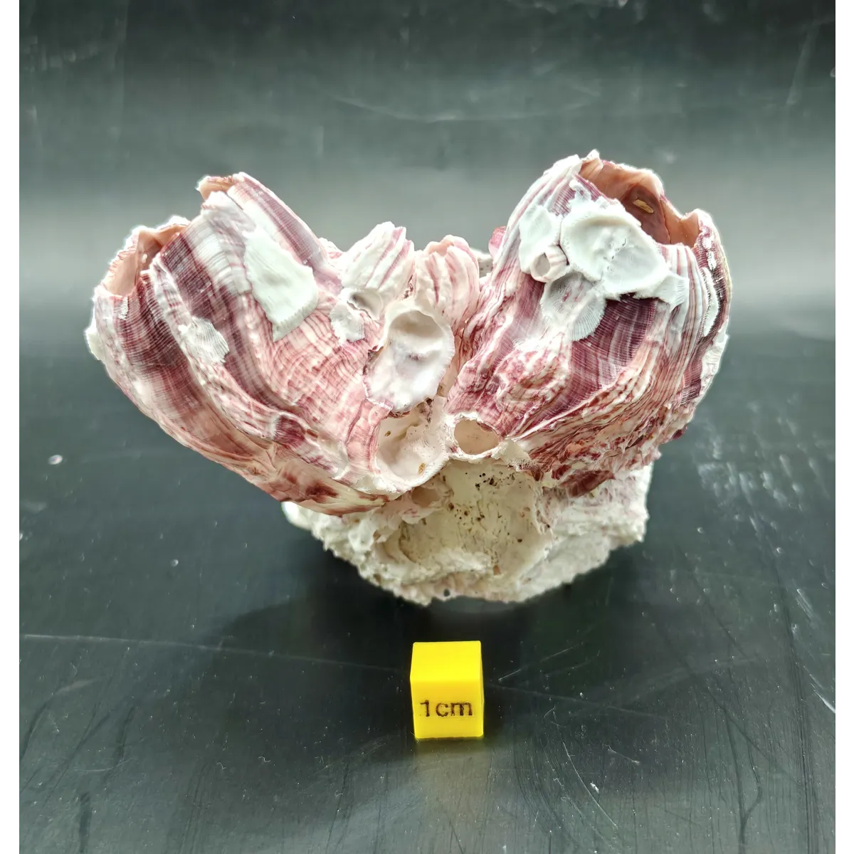 Natural Barnacle Cluster (Small)