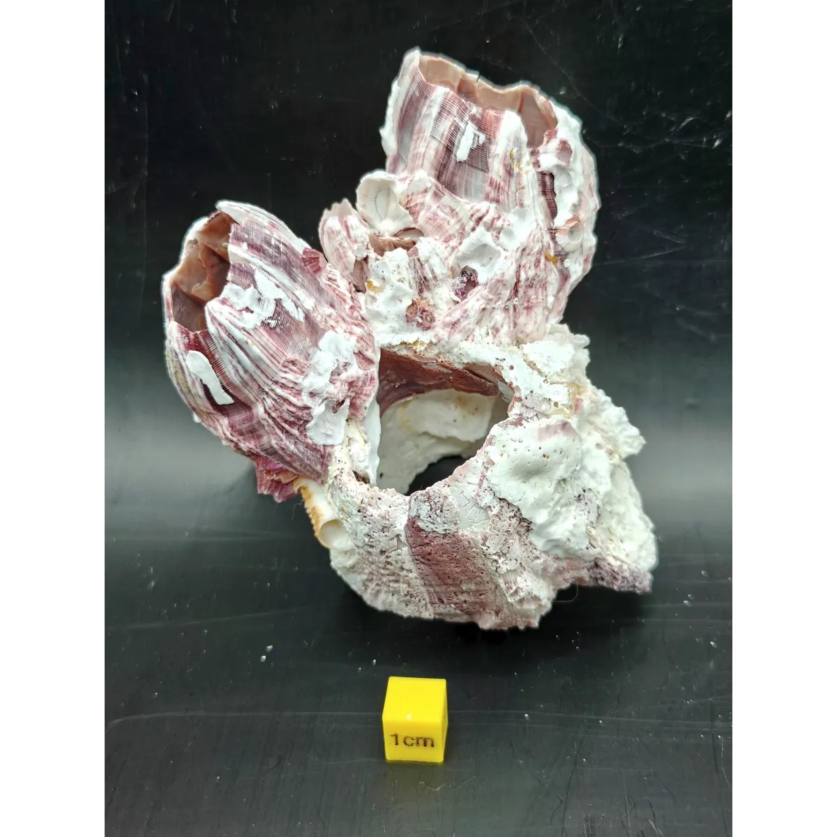 Natural Barnacle Cluster (Small)