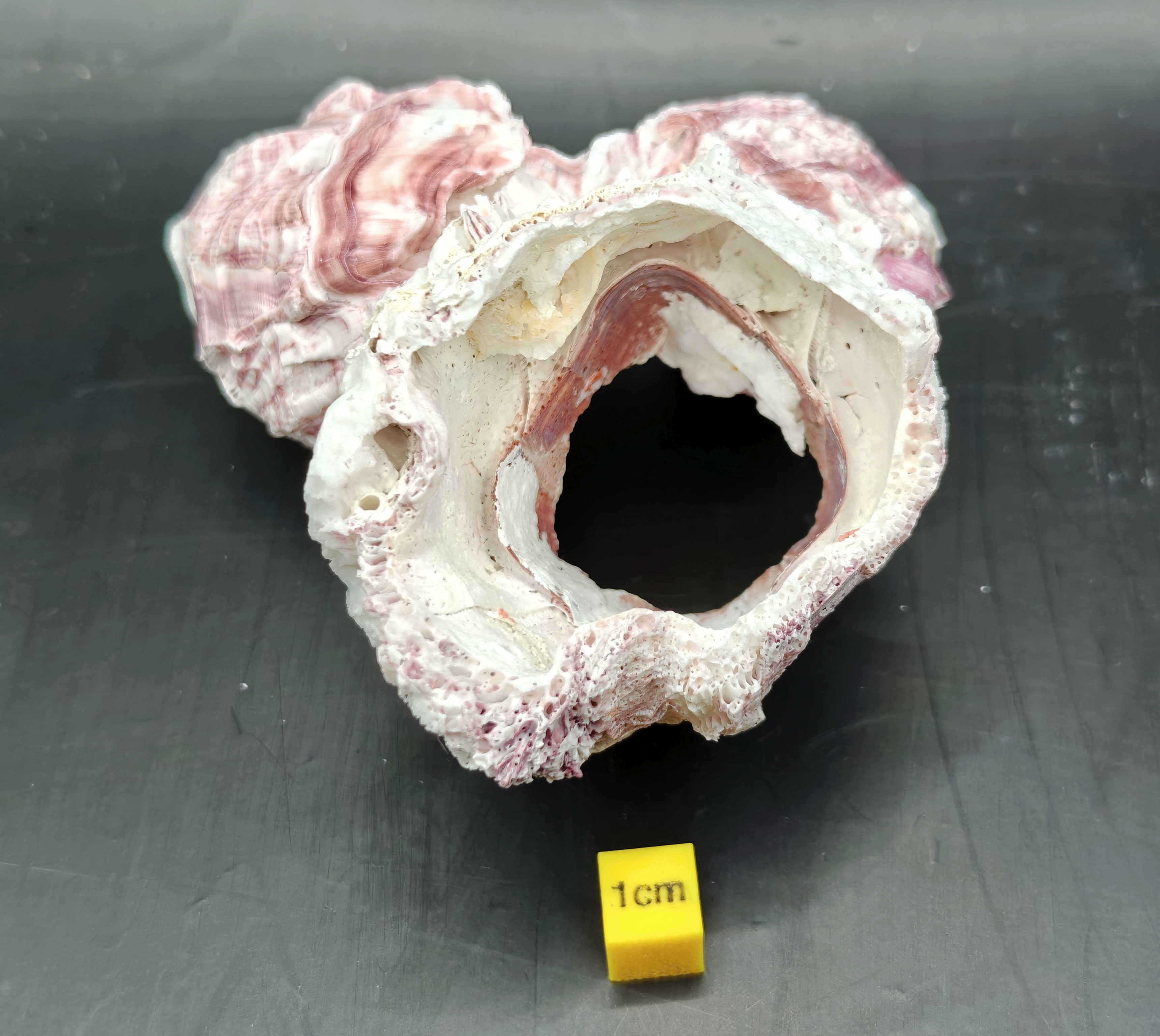 Natural Barnacle Cluster (Small)