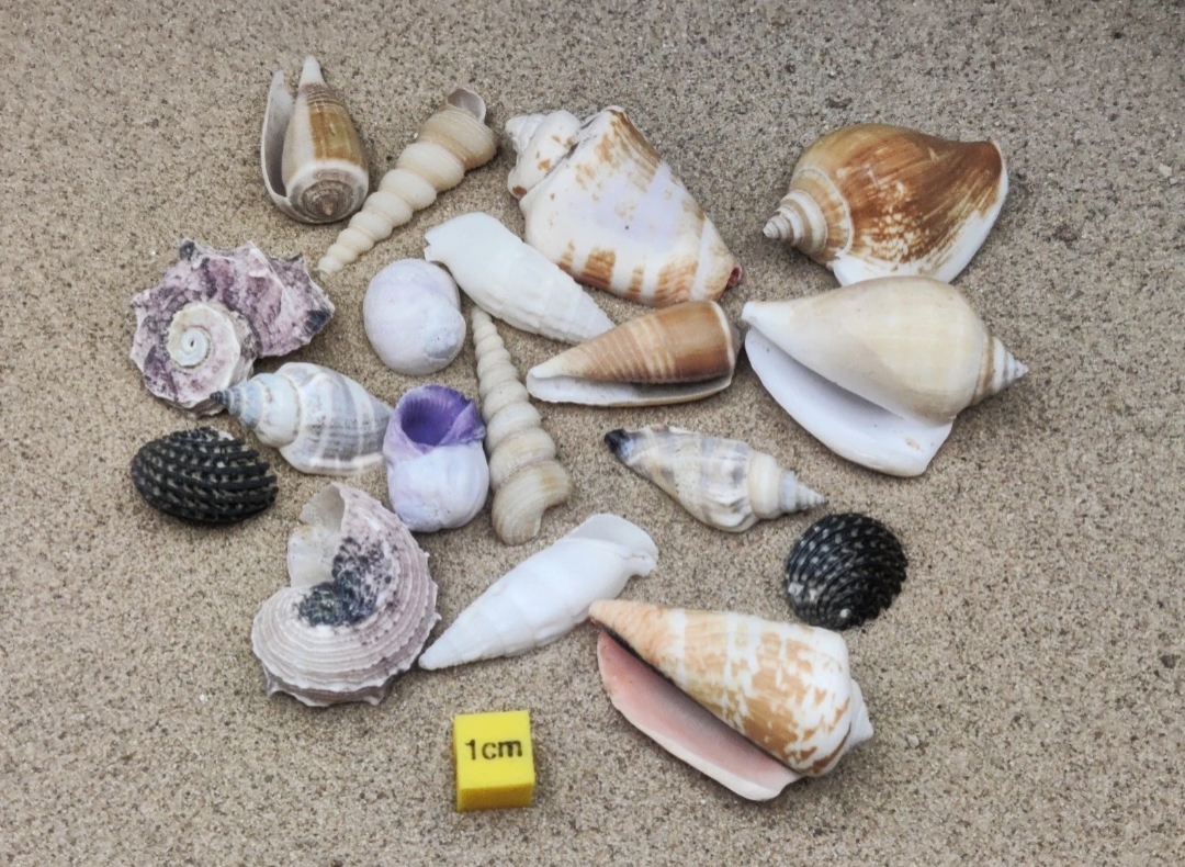 (Small) Hermit Crab Shells Selection