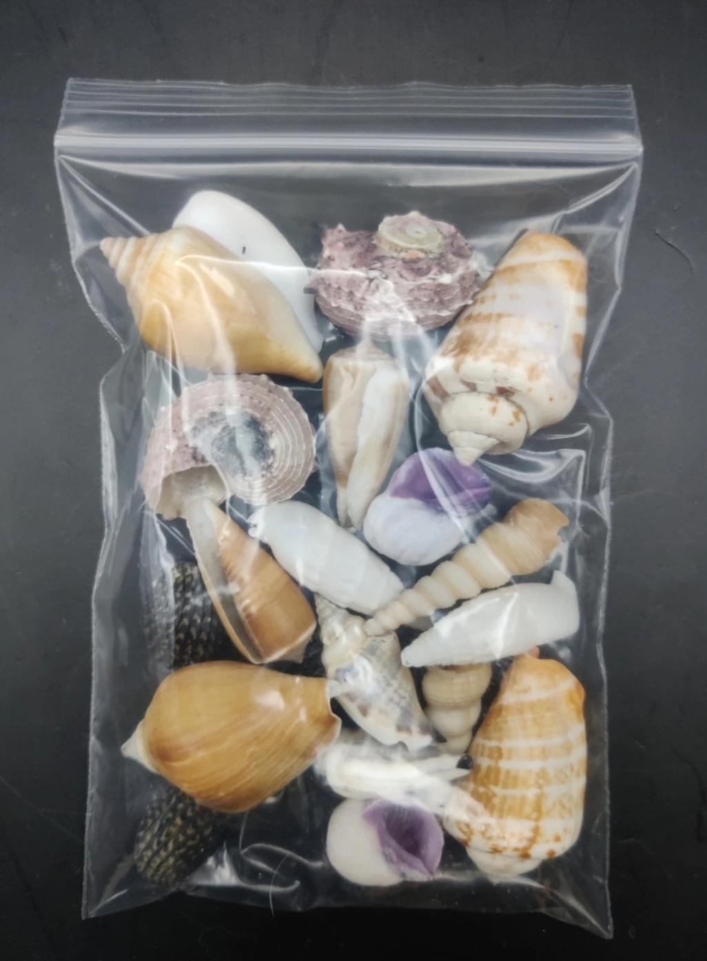 (Small) Hermit Crab Shells Selection