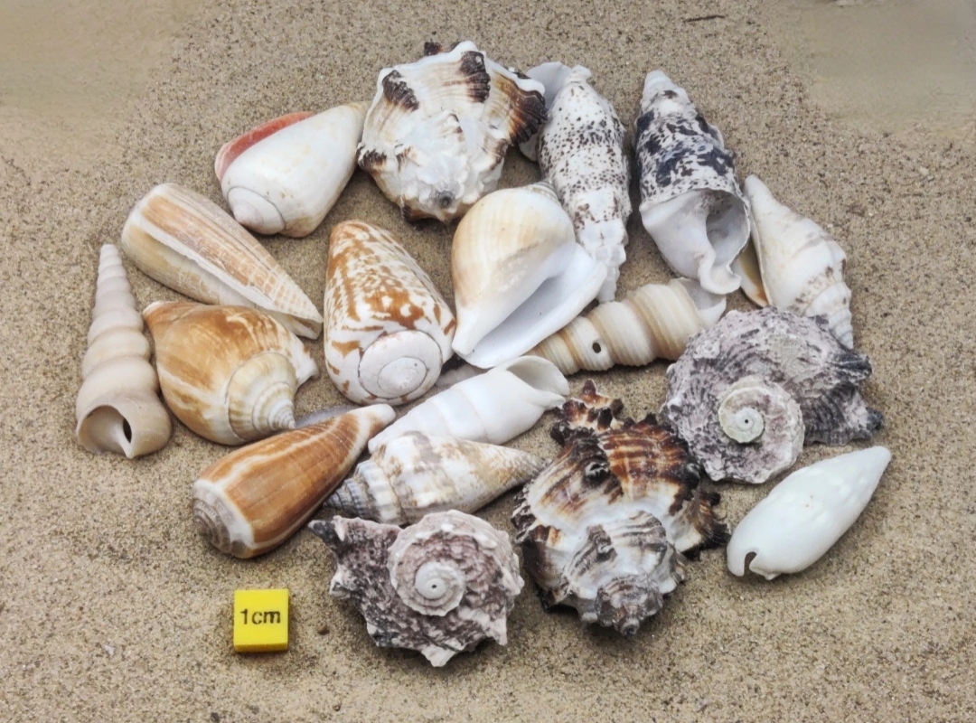 (Medium) Hermit Crab Shells Selection