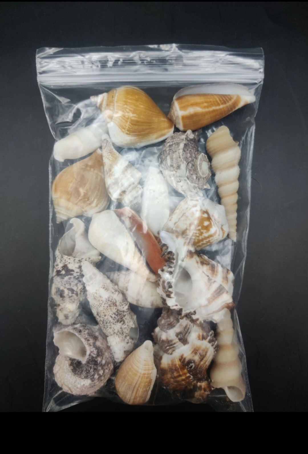 (Medium) Hermit Crab Shells Selection