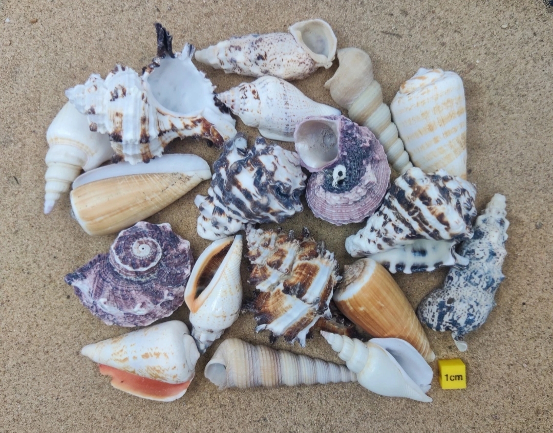 'Large' Hermit Crab Shells Selection