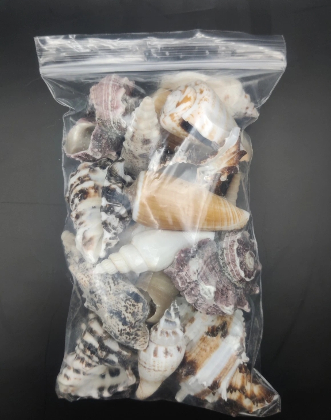 'Large' Hermit Crab Shells Selection