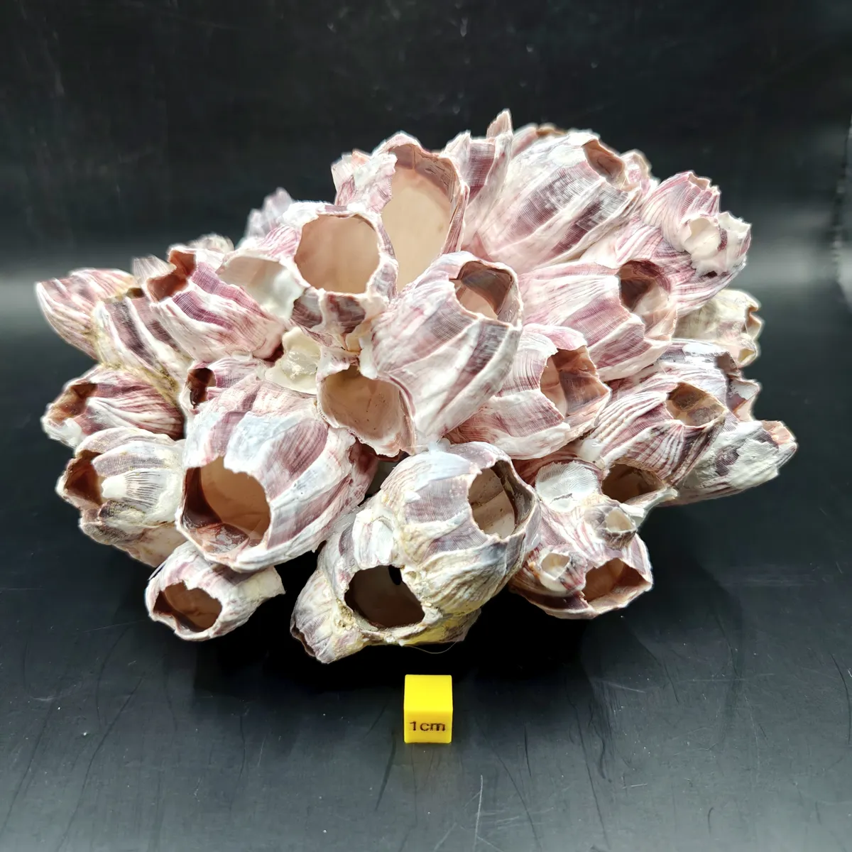 Natural Barnacle Cluster (Large)