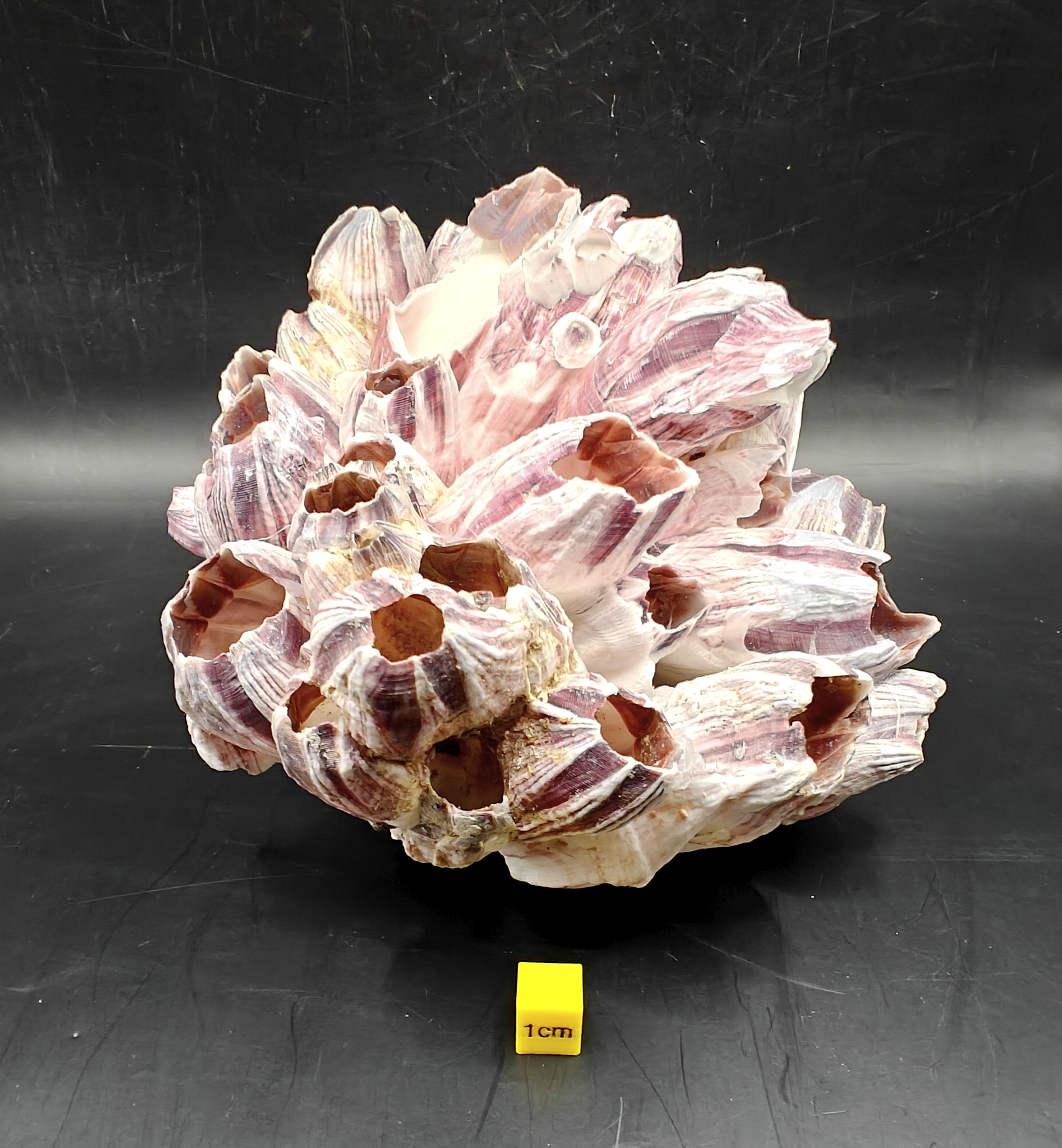 Natural Barnacle Cluster (Large)