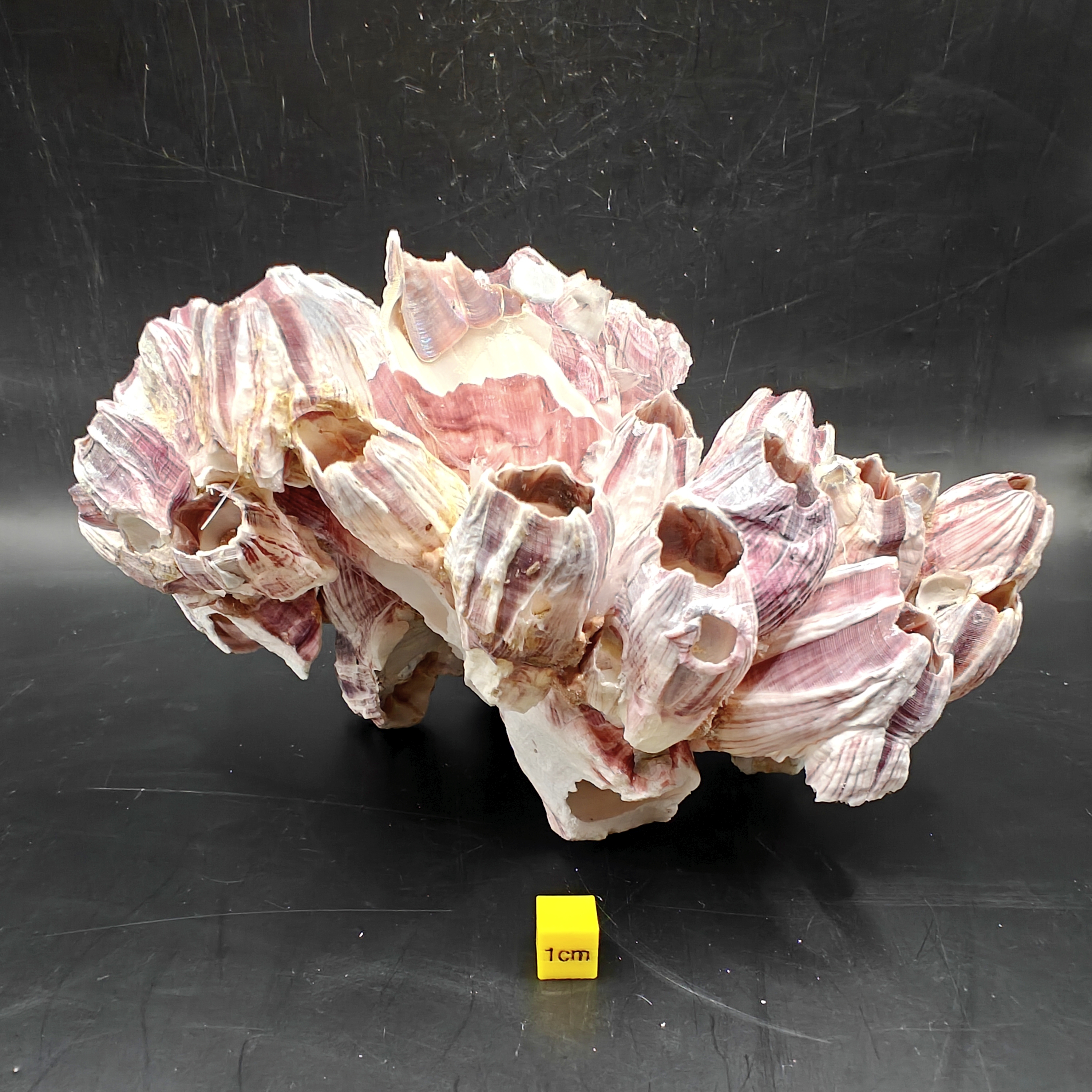 Natural Barnacle Cluster (Large)