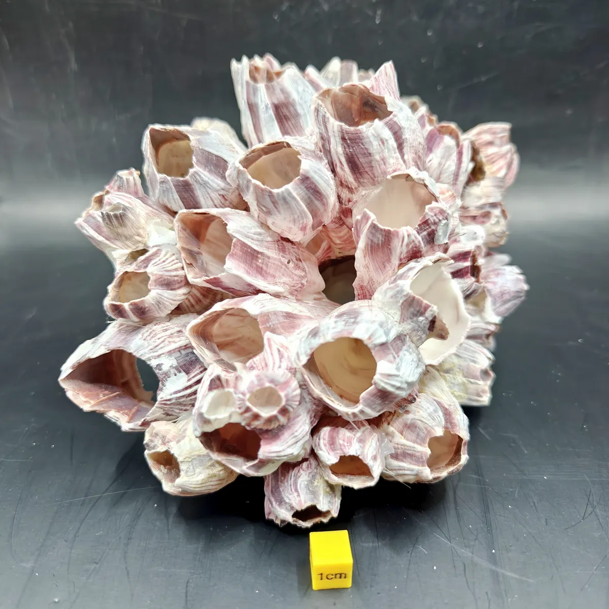 Natural Barnacle Cluster (Large)