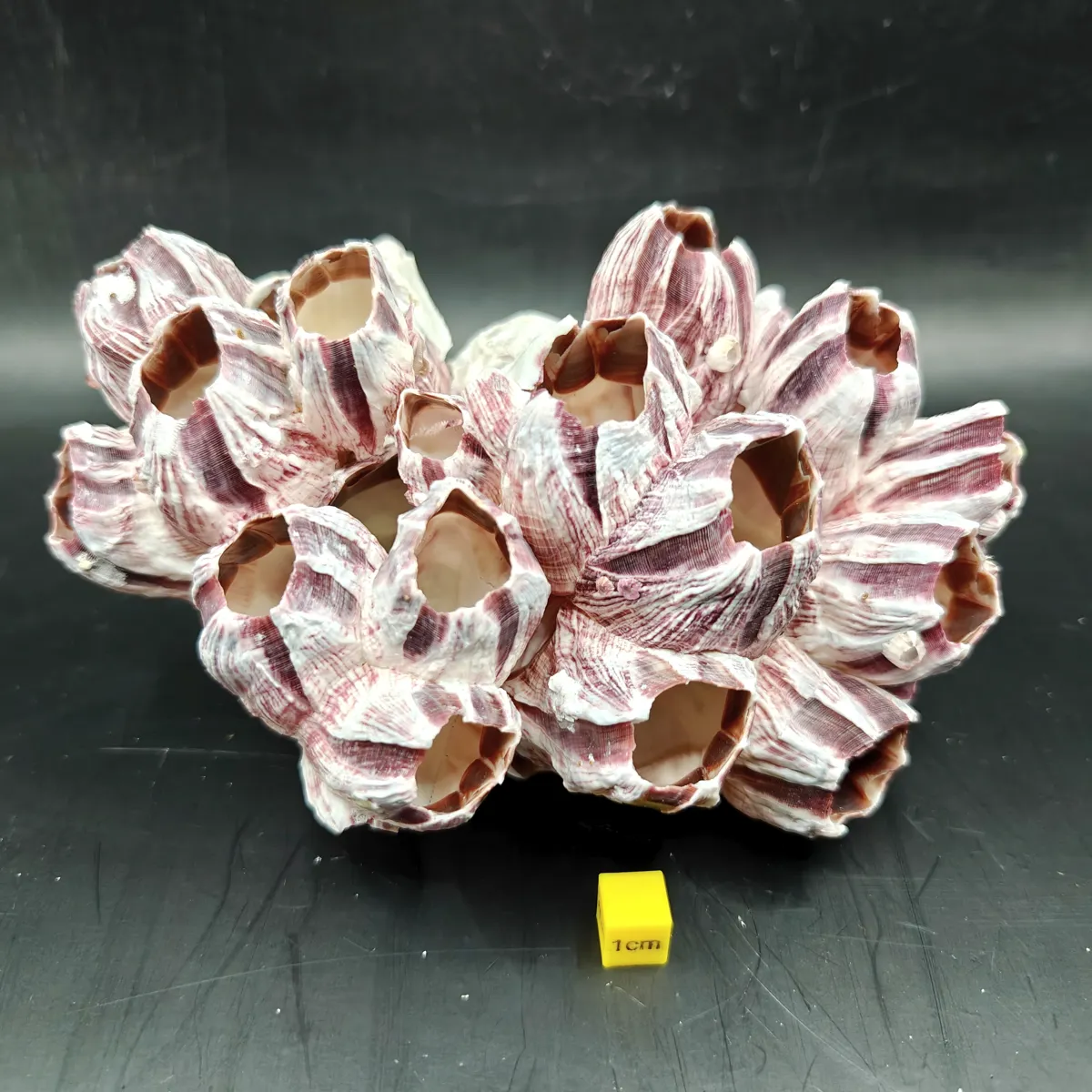 Natural Barnacle Cluster (Medium)