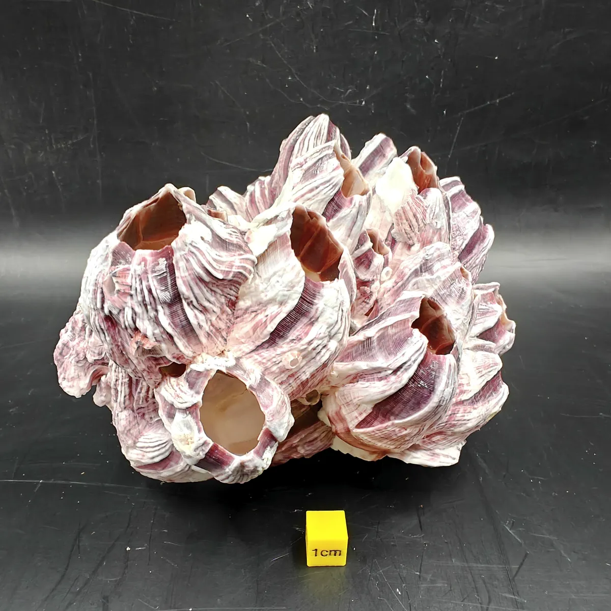 Natural Barnacle Cluster (Medium)
