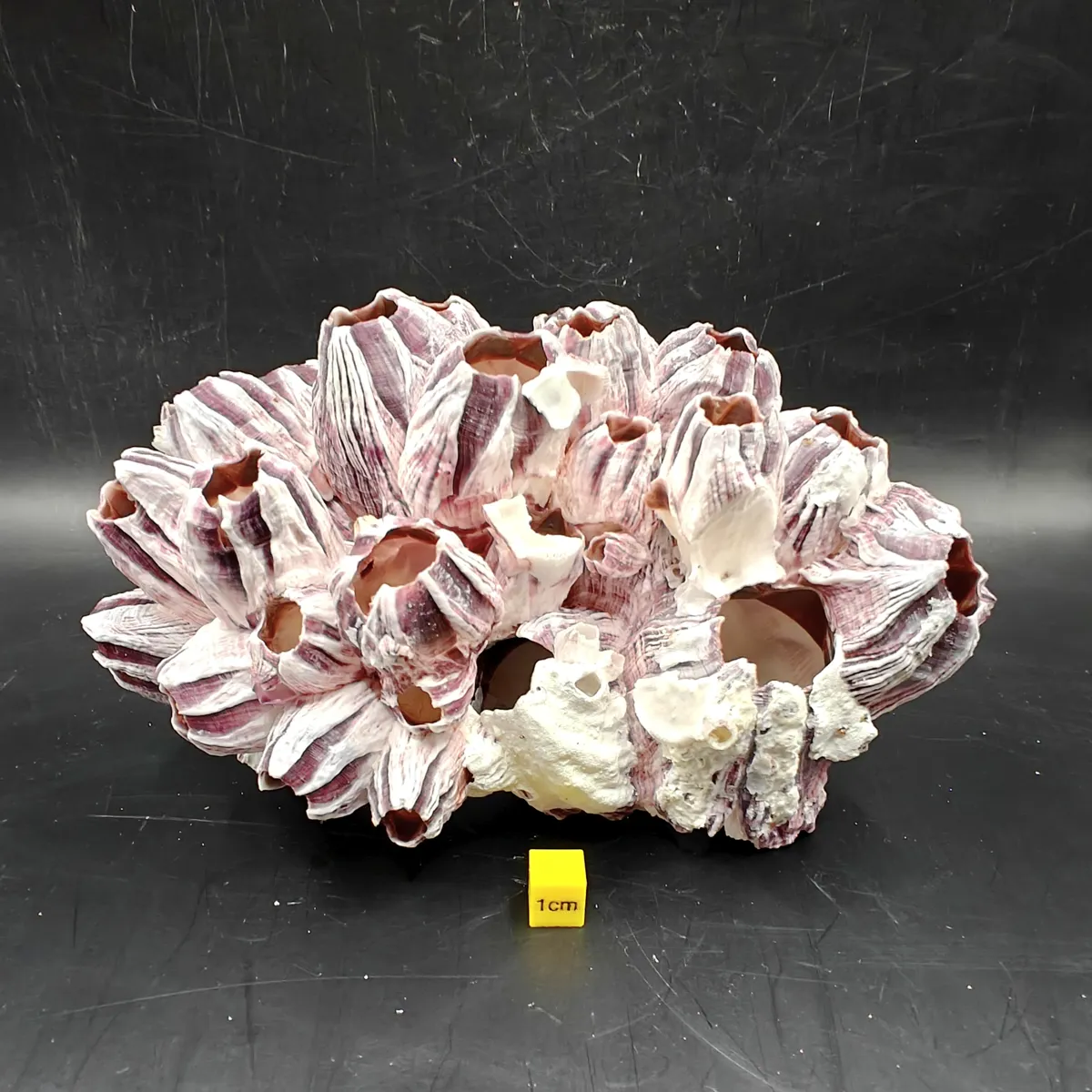 Natural Barnacle Cluster (Medium)