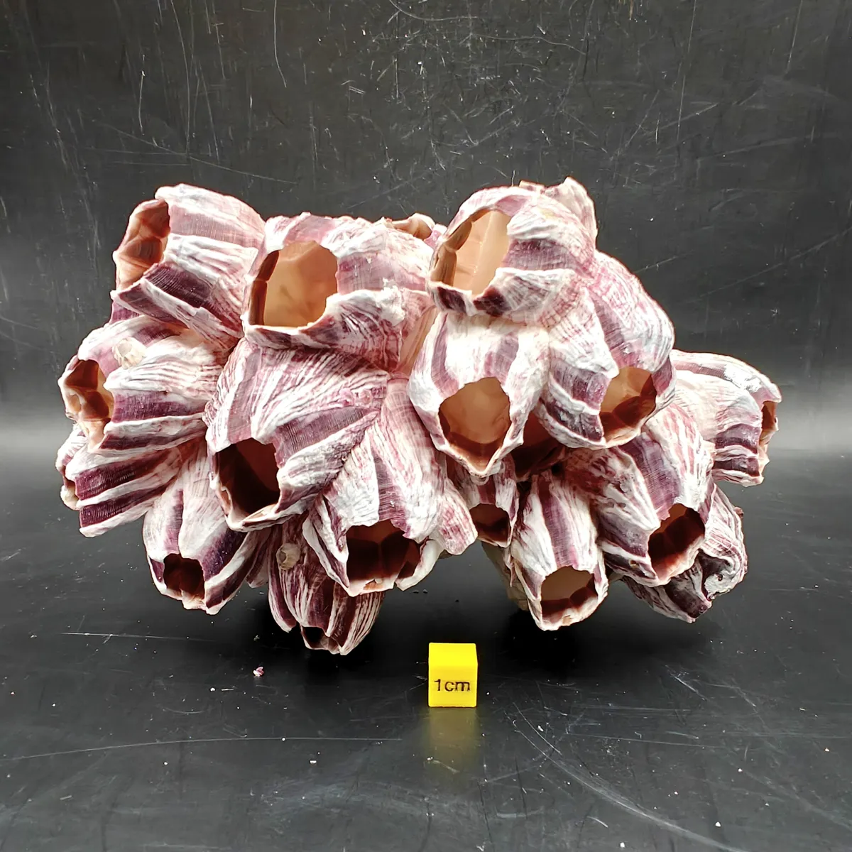 Natural Barnacle Cluster (Medium)