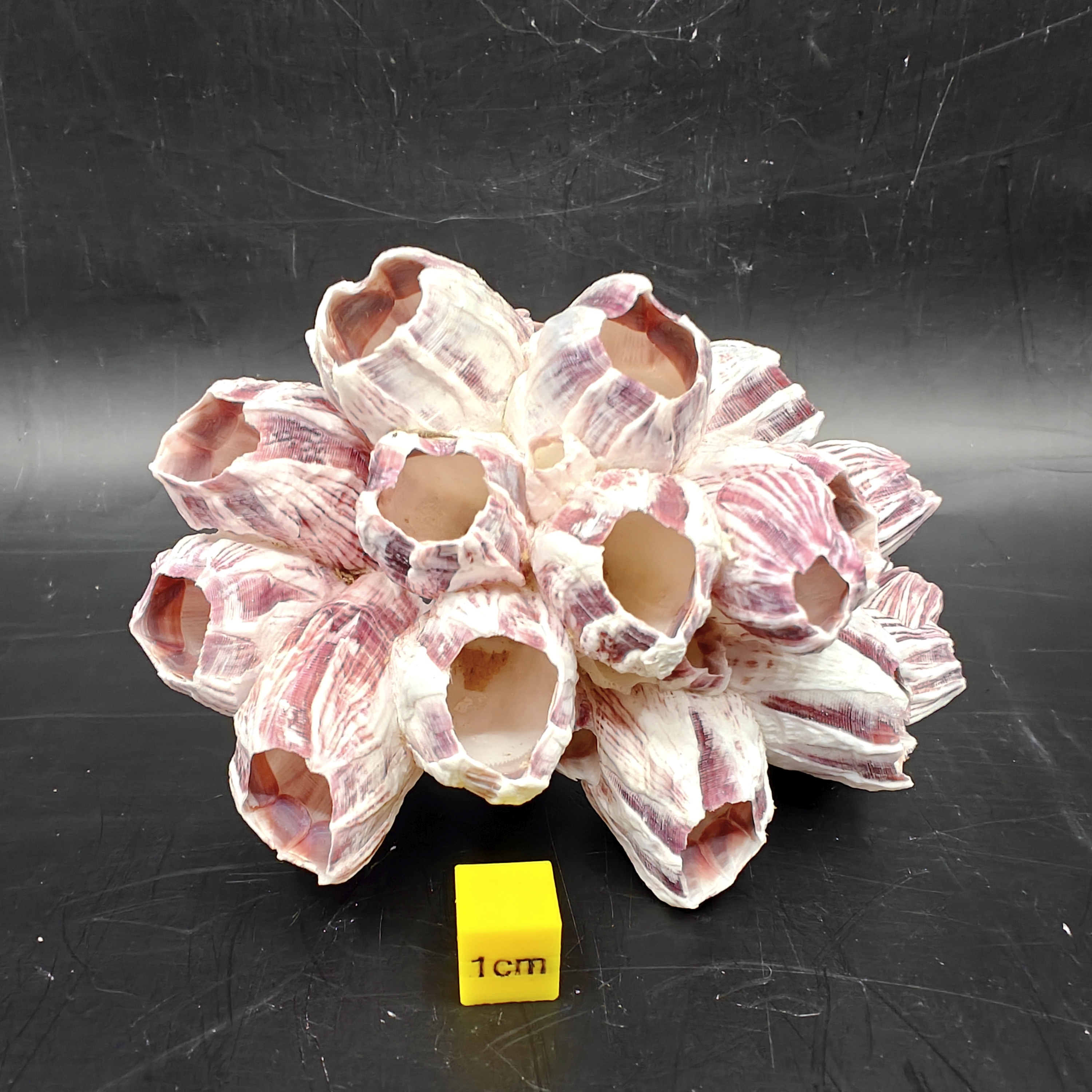 Natural Barnacle Cluster (Small)