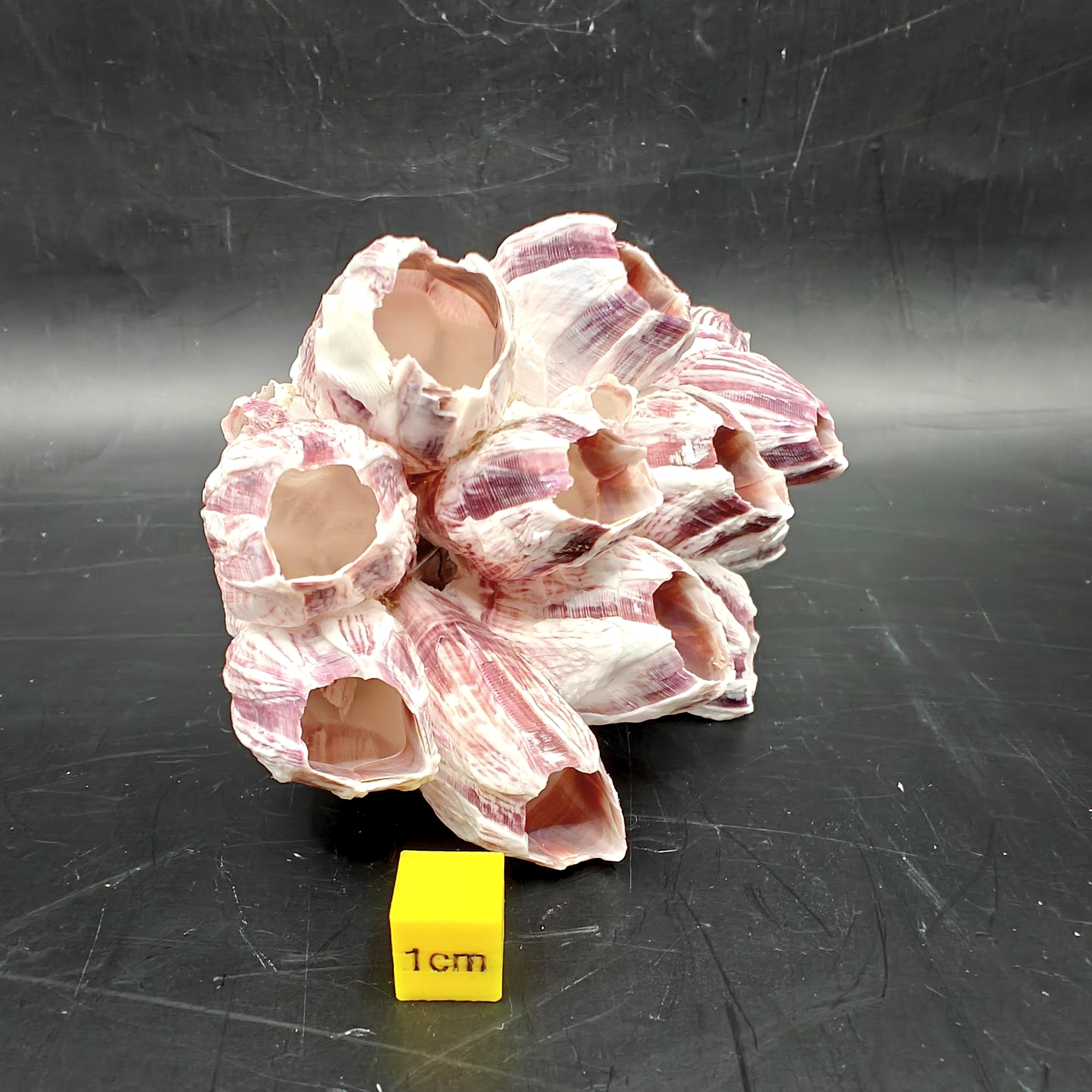 Natural Barnacle Cluster (Small)