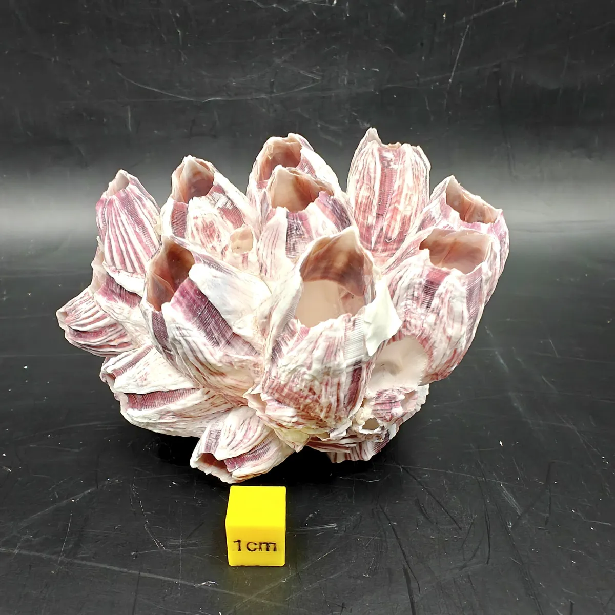 Natural Barnacle Cluster (Small)