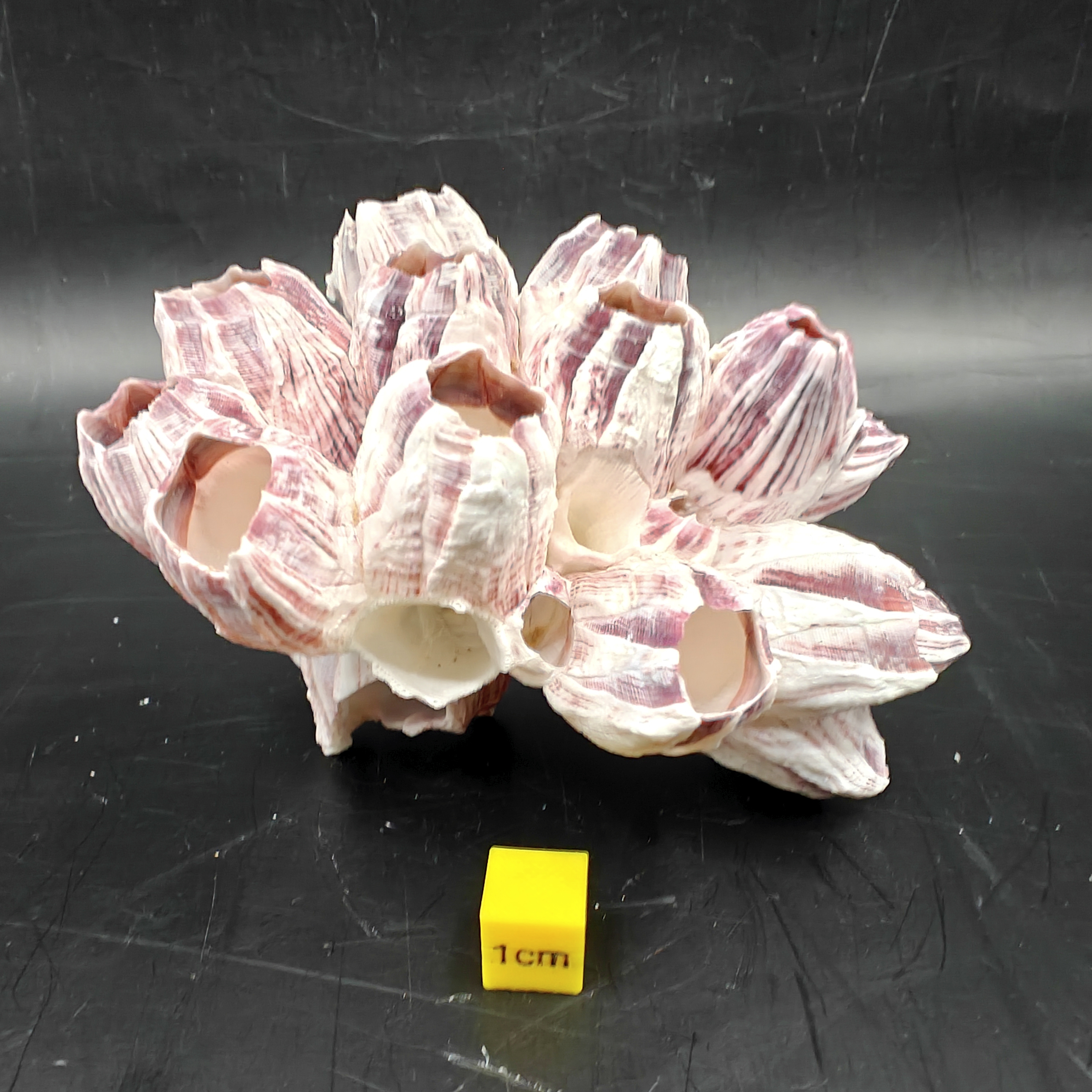 Natural Barnacle Cluster (Small)