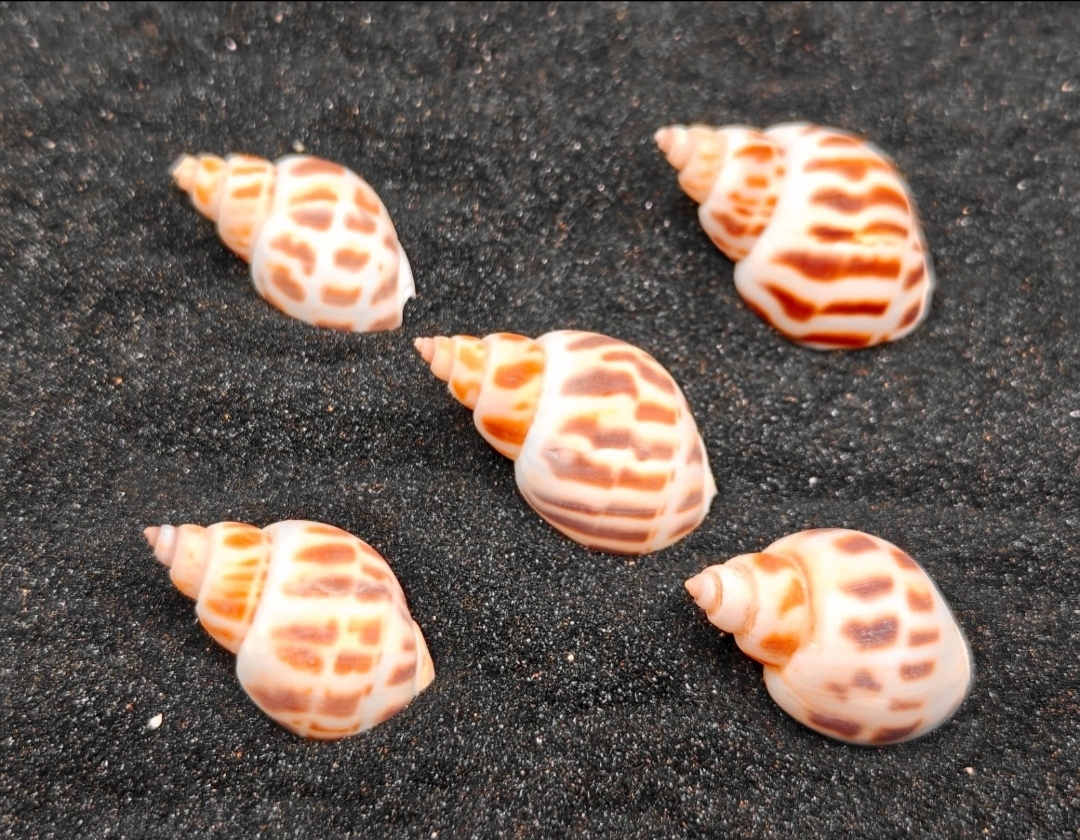Babylon Shells x5