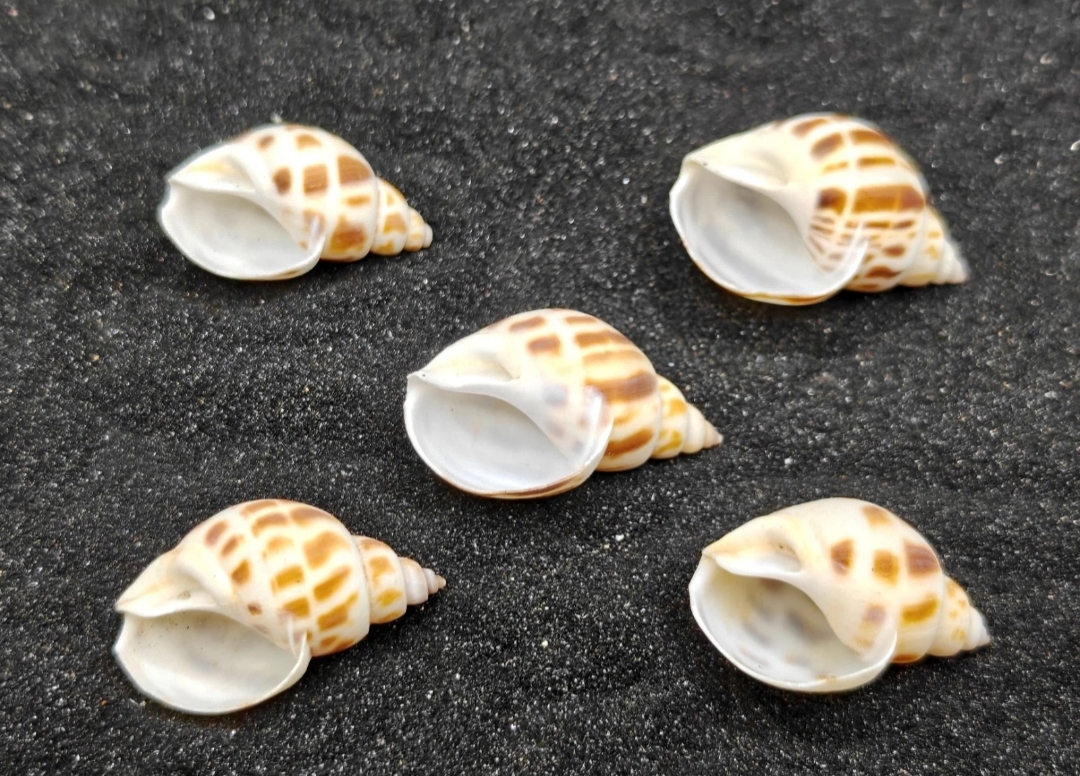 Babylon Shells x5