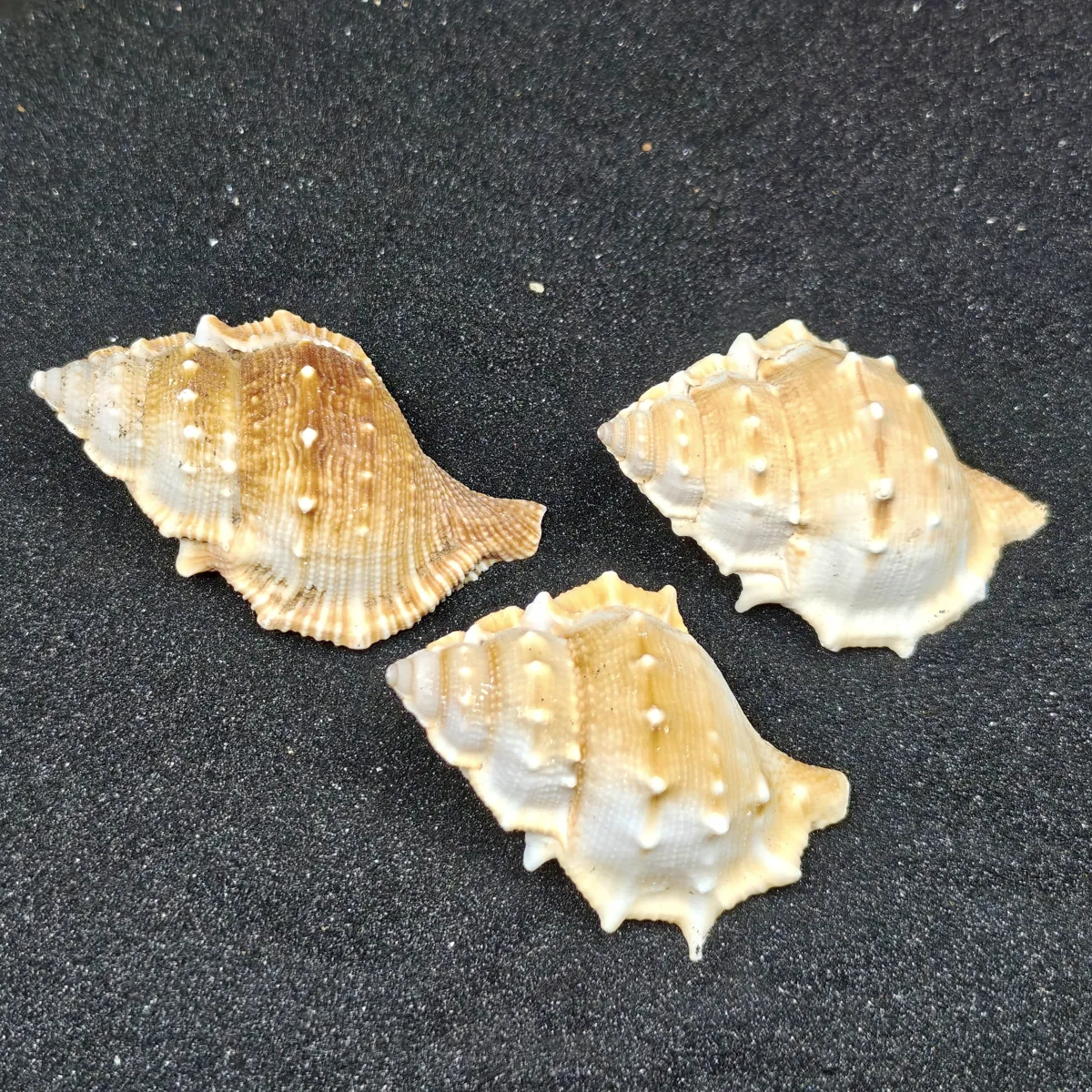 Frog Shells (Extra Large) x3