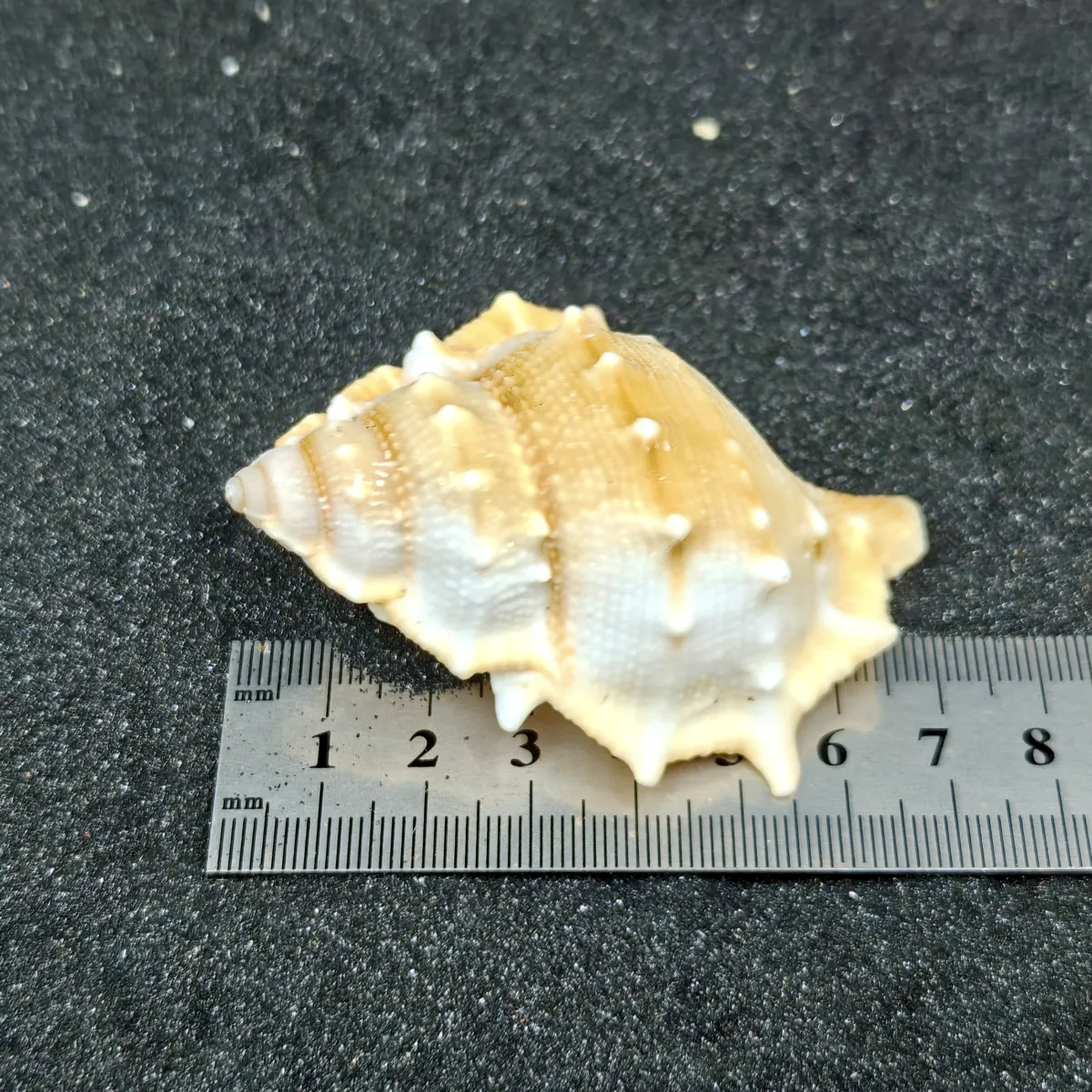 Frog Shells (Extra Large) x3