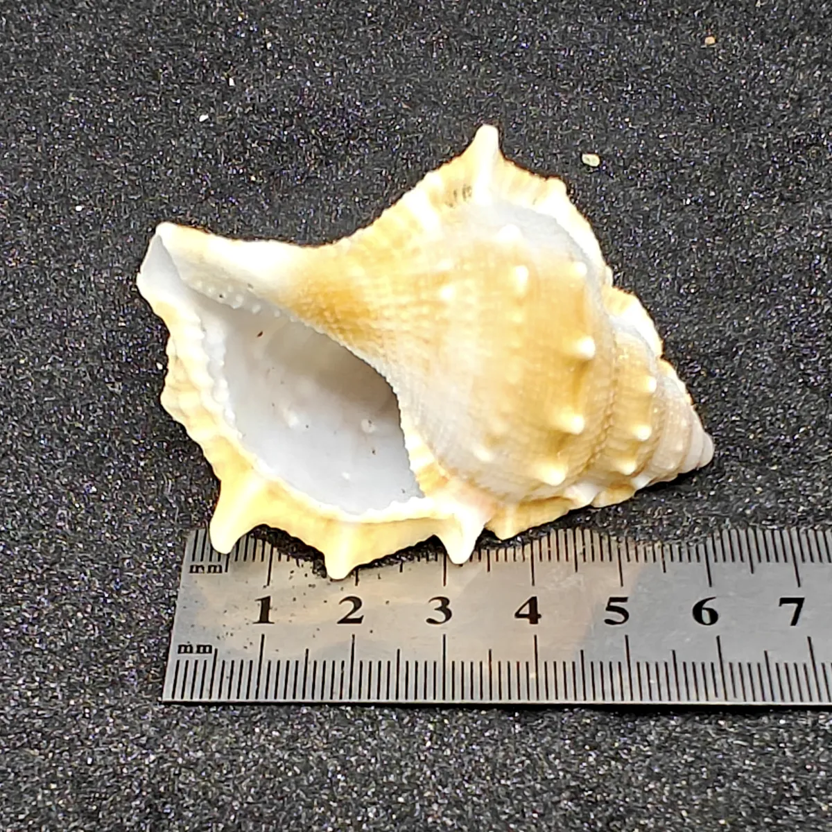 Frog Shells (Extra Large) x3