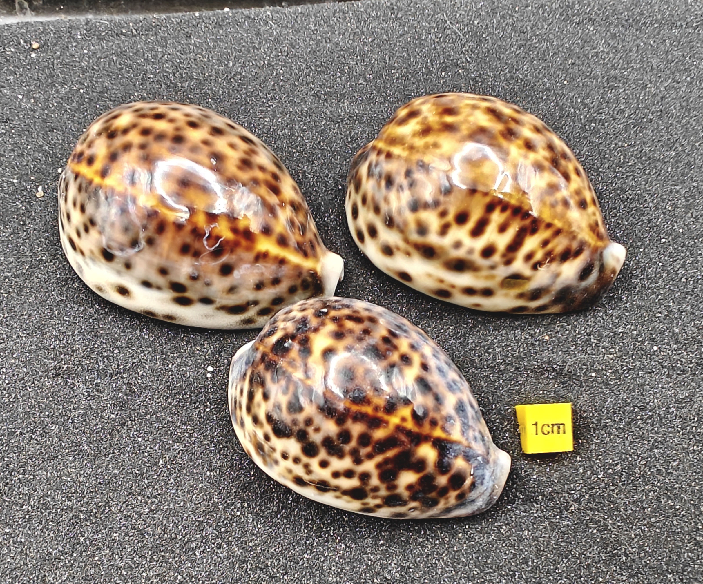Tiger Cowrie Shells (Large) x3