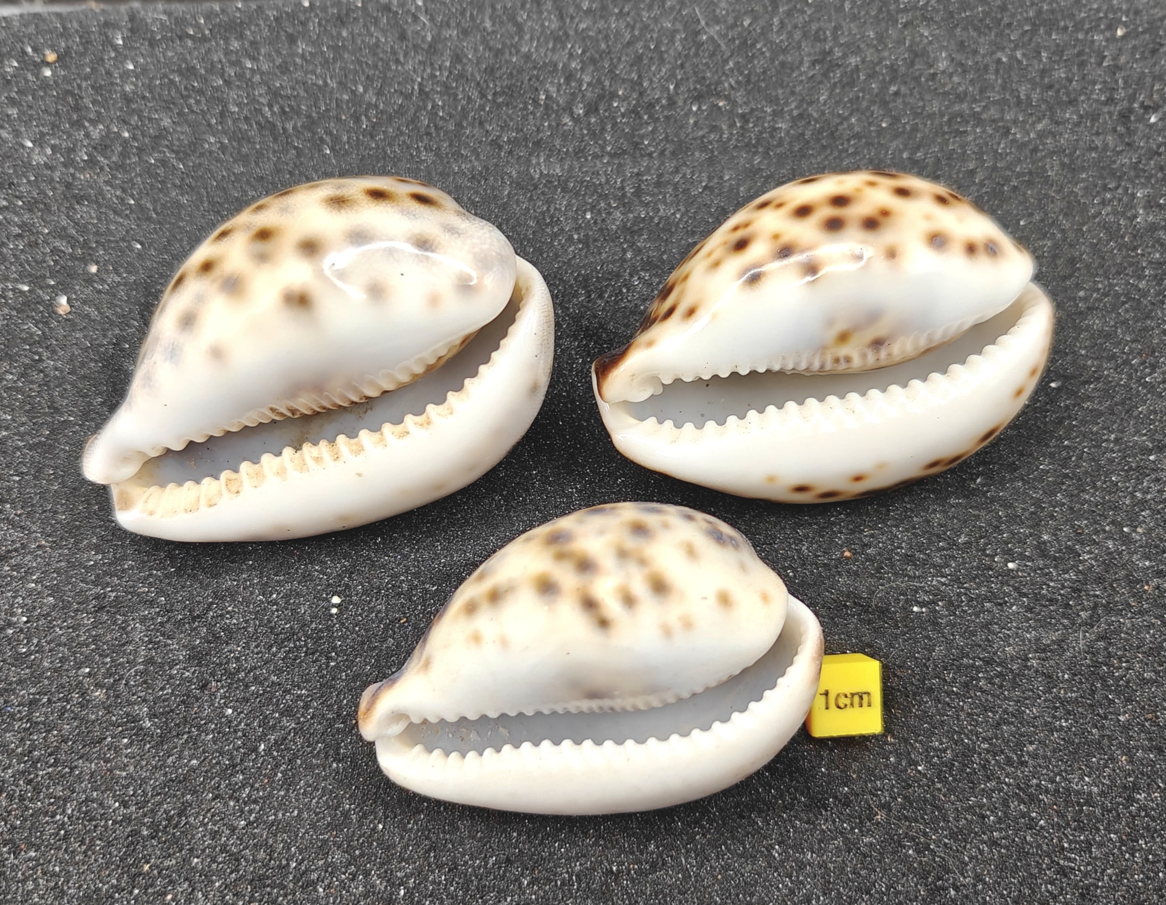 Tiger Cowrie Shells (Large) x3