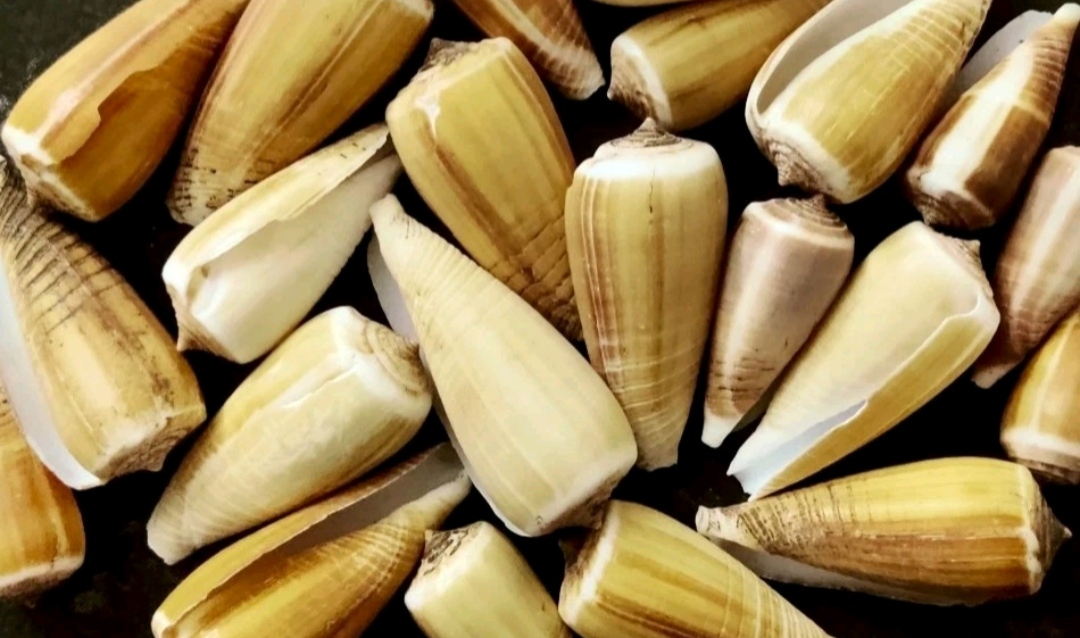 Magnus Cone Shell Selection for Halloween Hermit Crabs