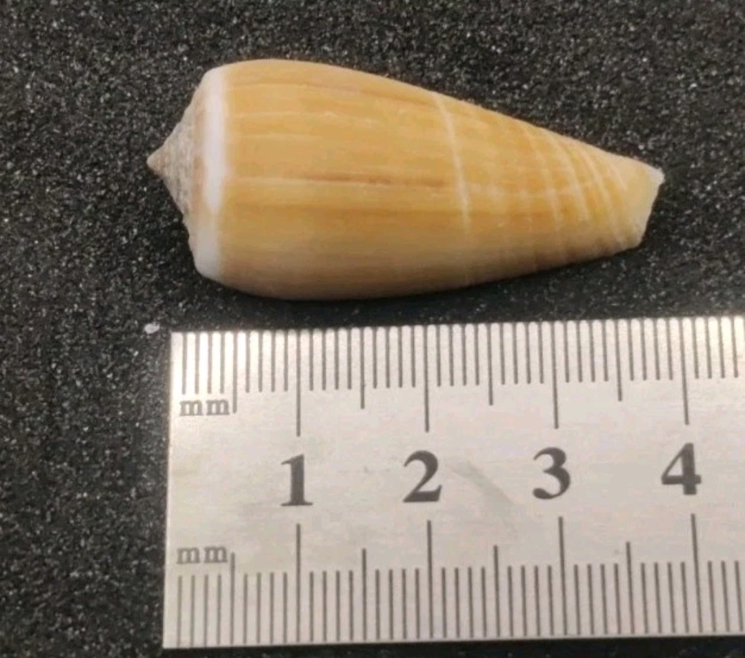 Magnus Cone Shell Selection for Halloween Hermit Crabs