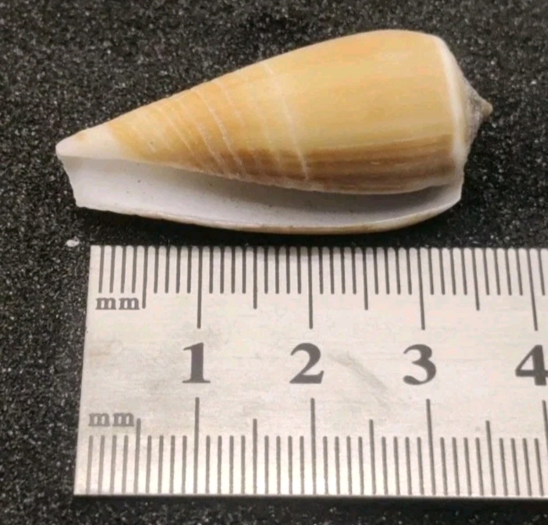Magnus Cone Shell Selection for Halloween Hermit Crabs