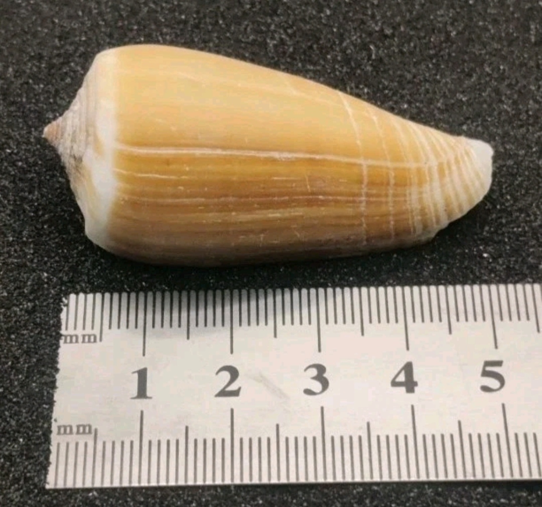 Magnus Cone Shell Selection for Halloween Hermit Crabs