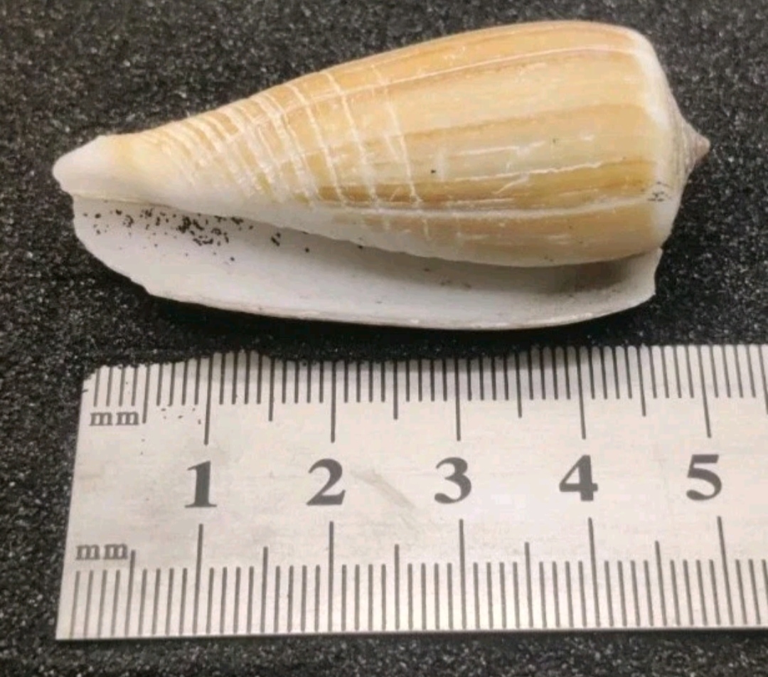 Magnus Cone Shell Selection for Halloween Hermit Crabs