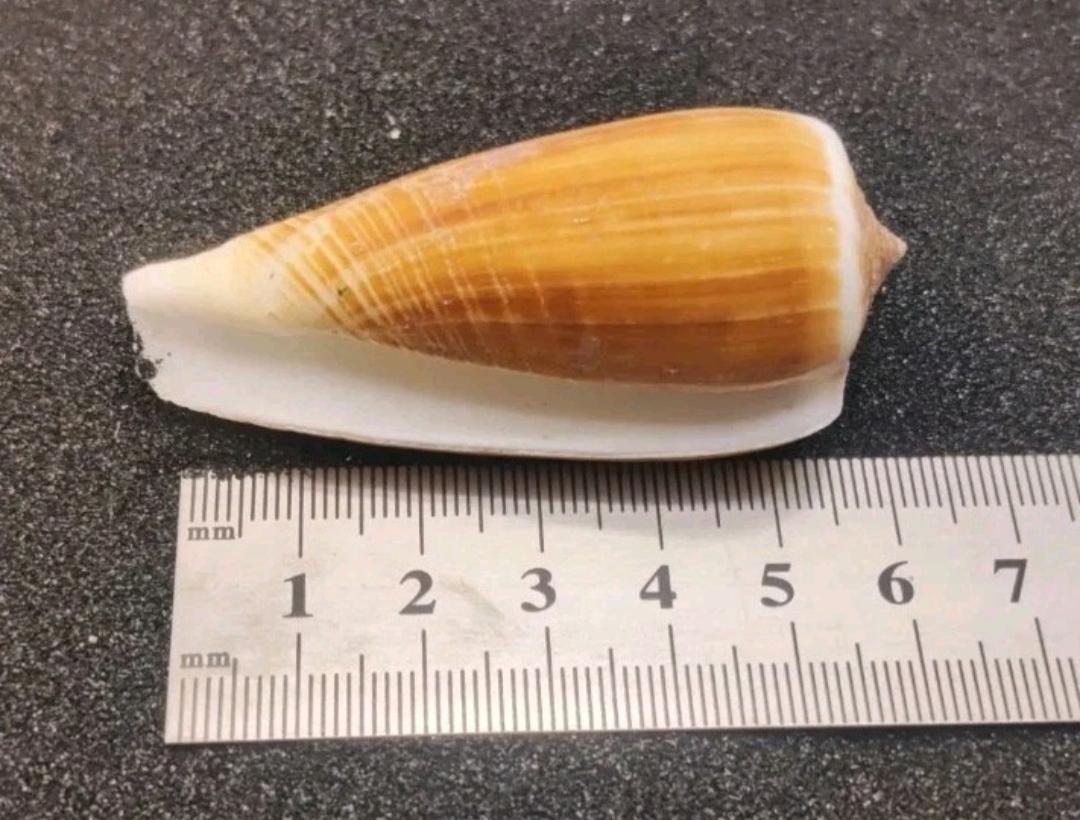 Magnus Cone Shell Selection for Halloween Hermit Crabs
