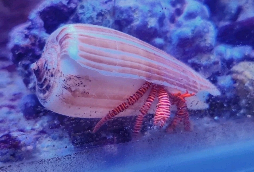 Magnus Cone Shell Selection for Halloween Hermit Crabs