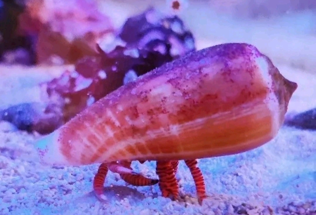 Magnus Cone Shell Selection for Halloween Hermit Crabs