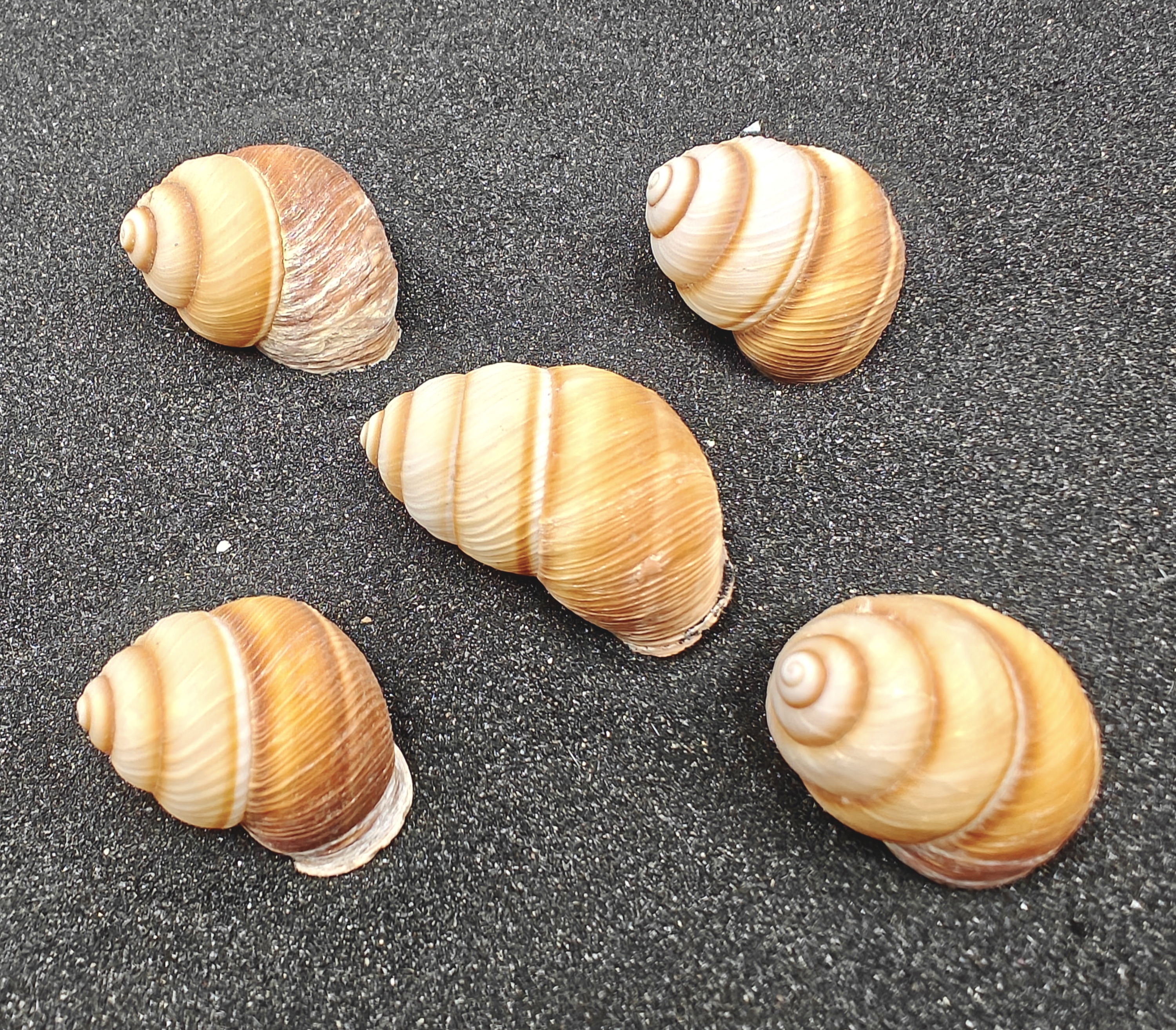 Spiral Top Shells (Medium) x5