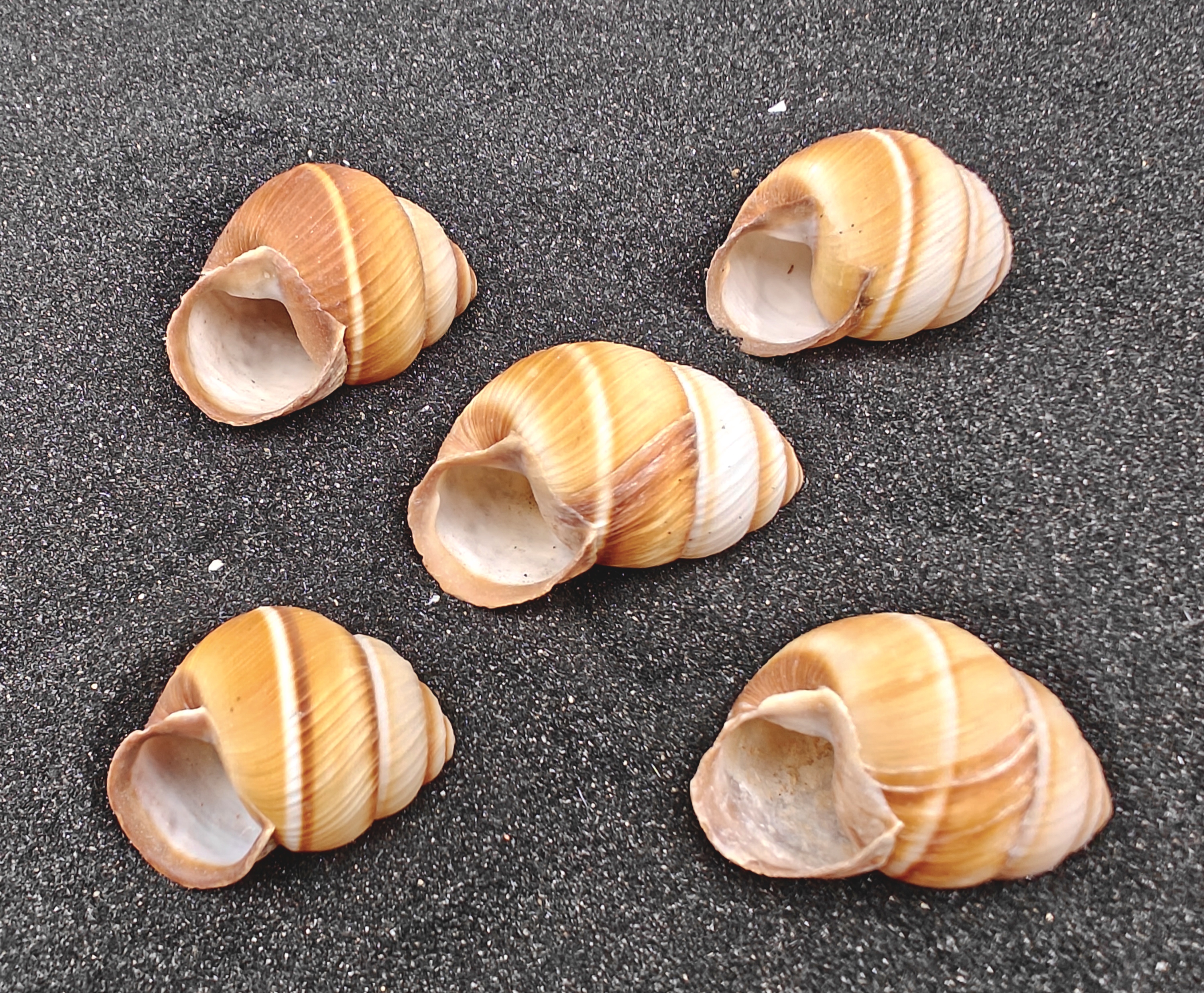Spiral Top Shells (Medium) x5