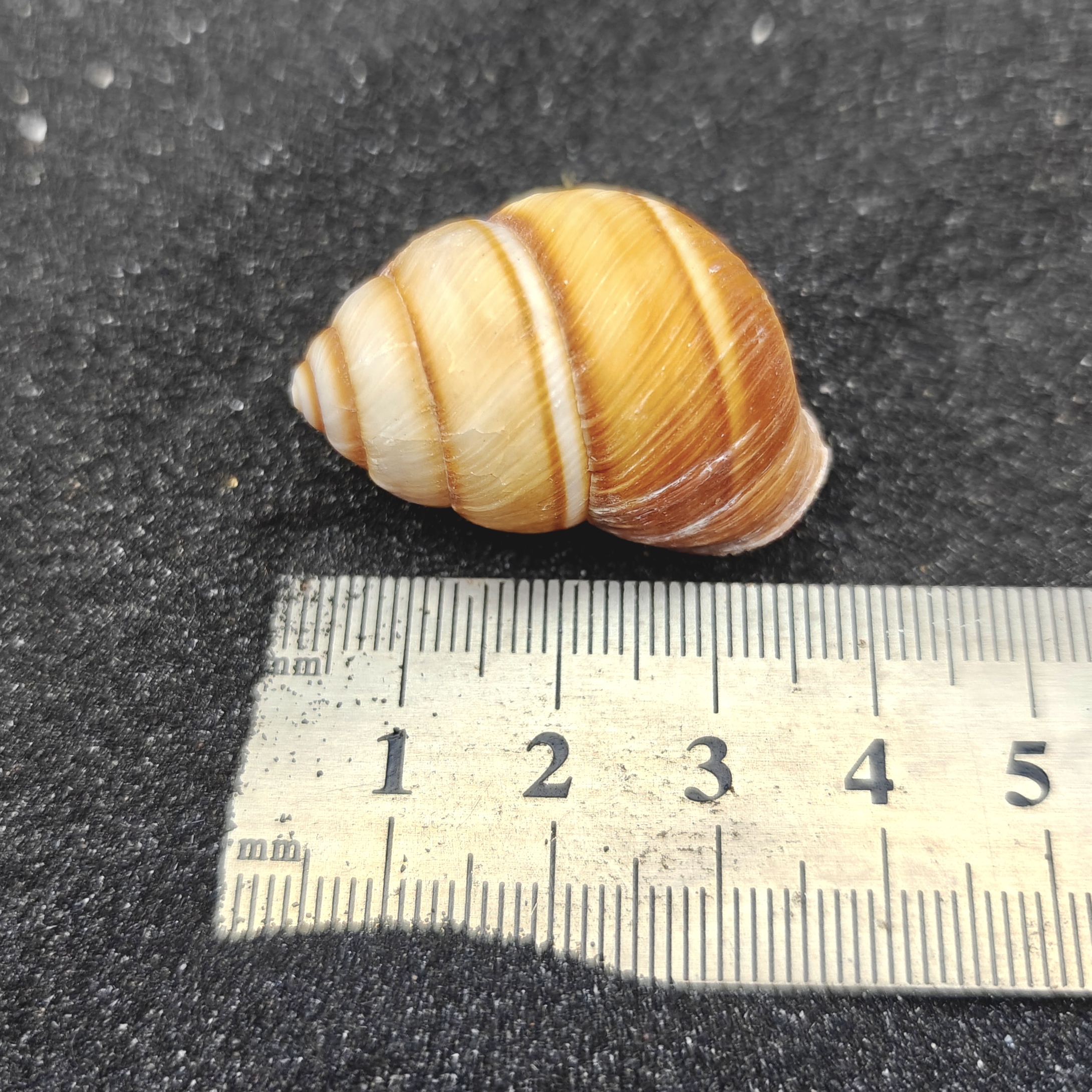 Spiral Top Shells (Medium) x5