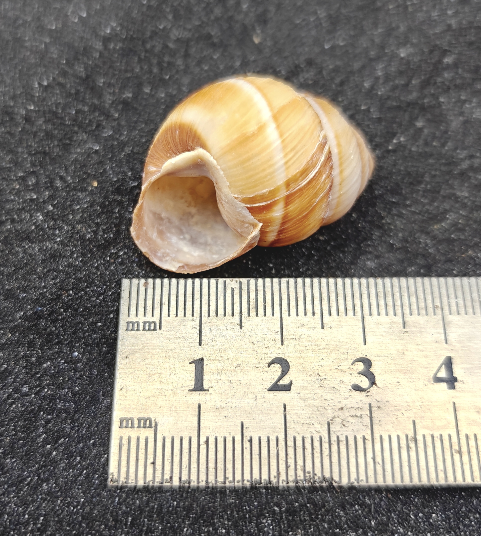 Spiral Top Shells (Medium) x5