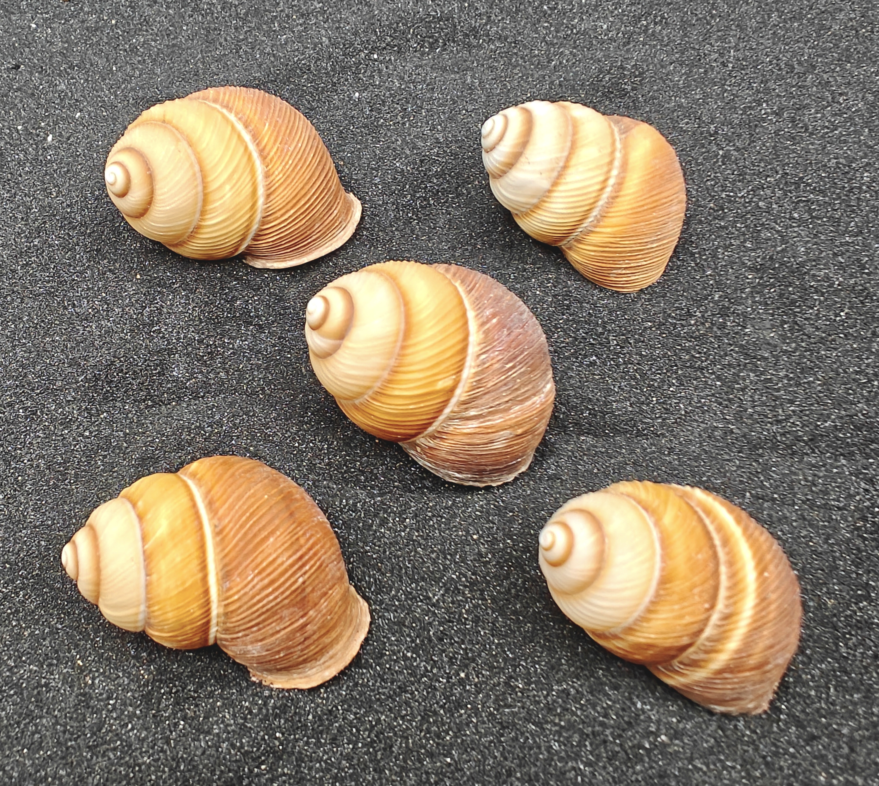 Spiral Top Shells (Large) x5