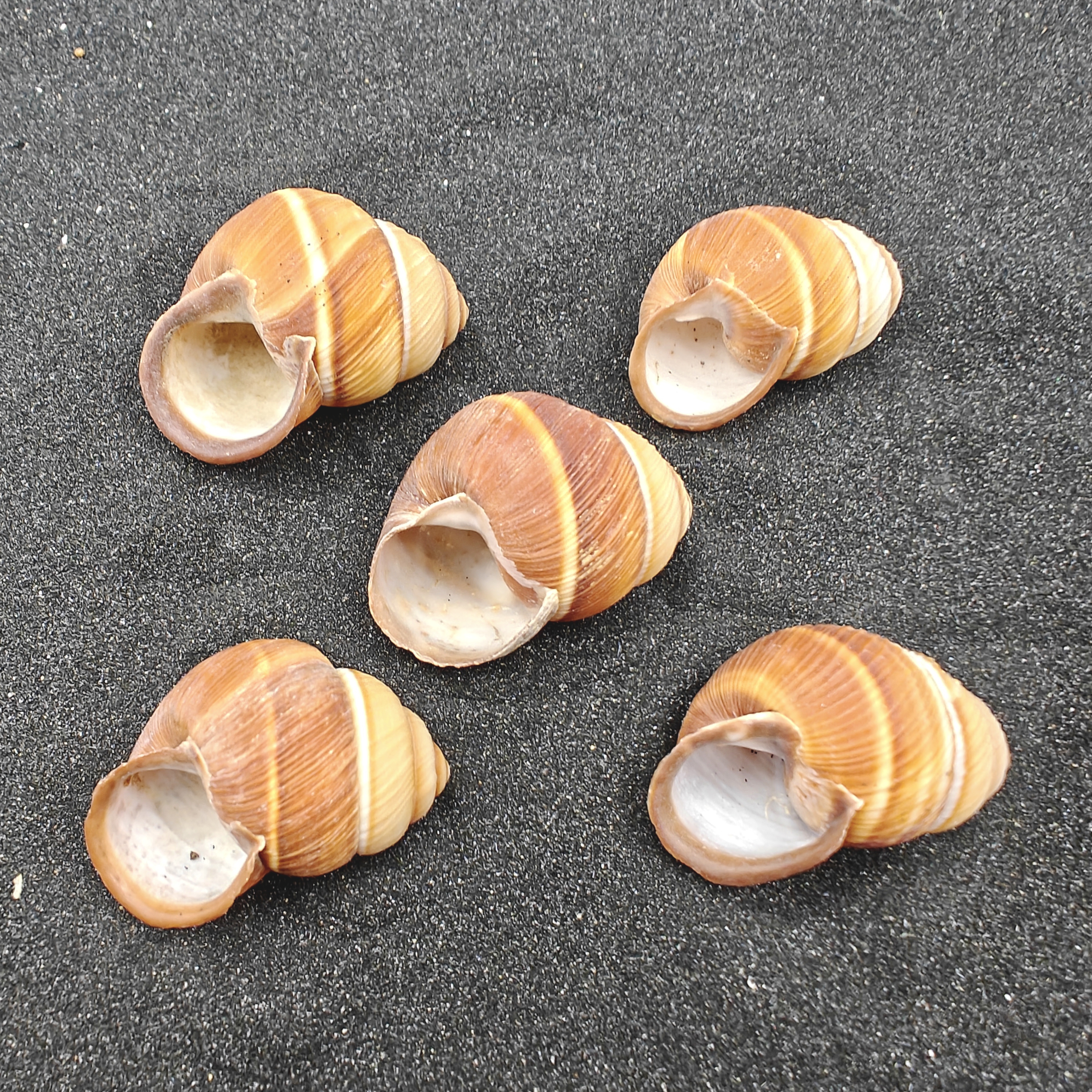 Spiral Top Shells (Large) x5