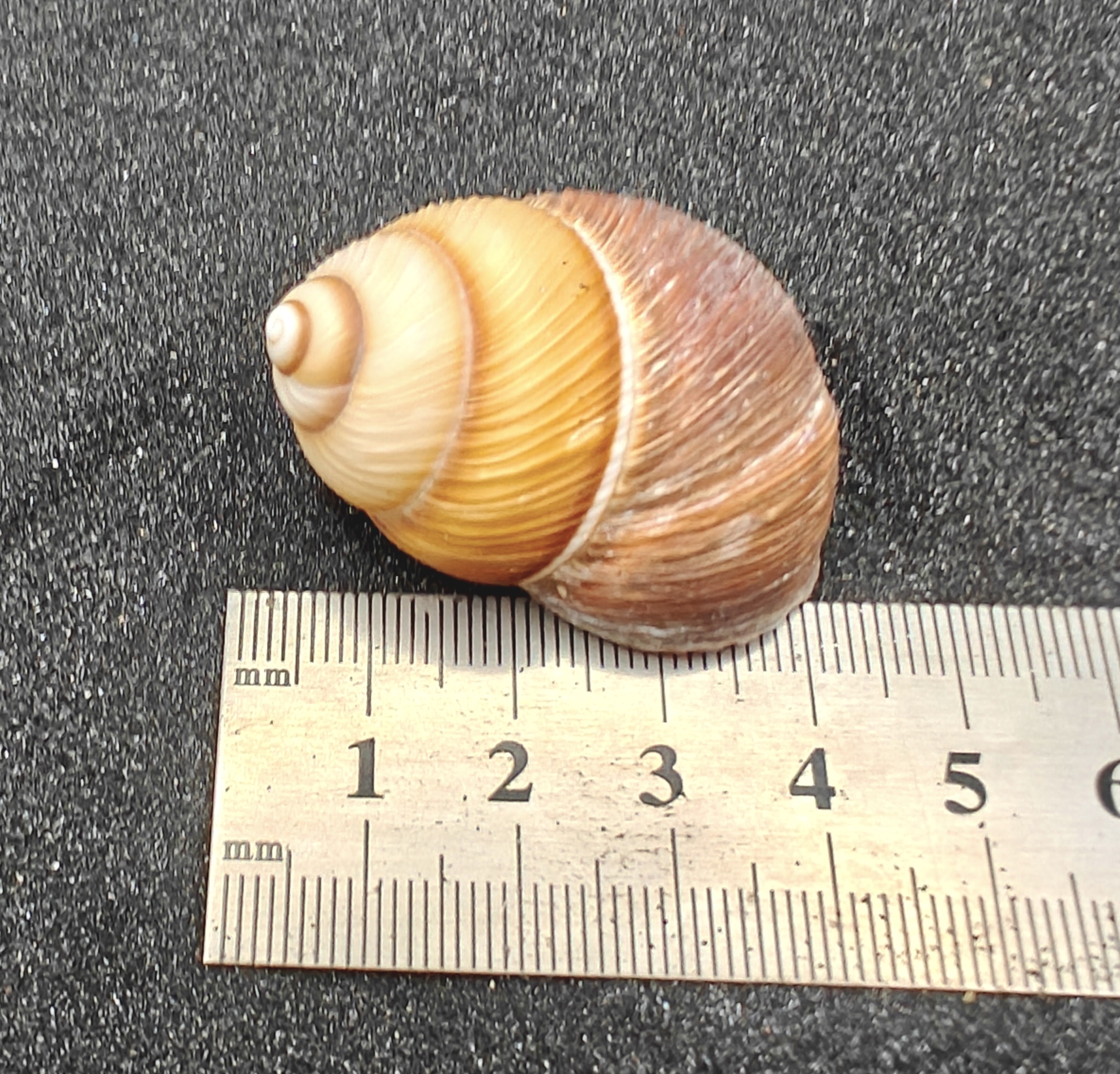 Spiral Top Shells (Large) x5
