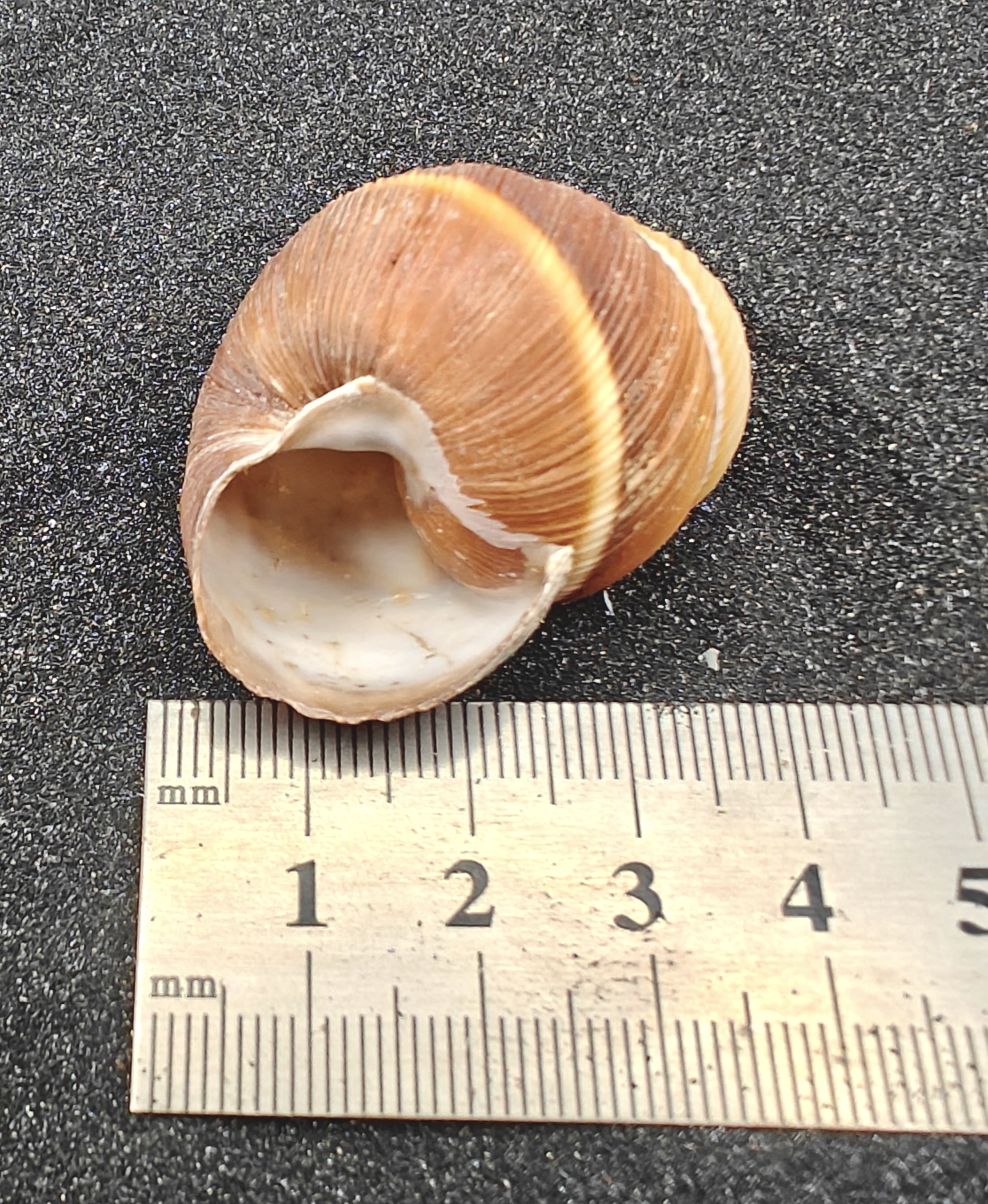 Spiral Top Shells (Large) x5