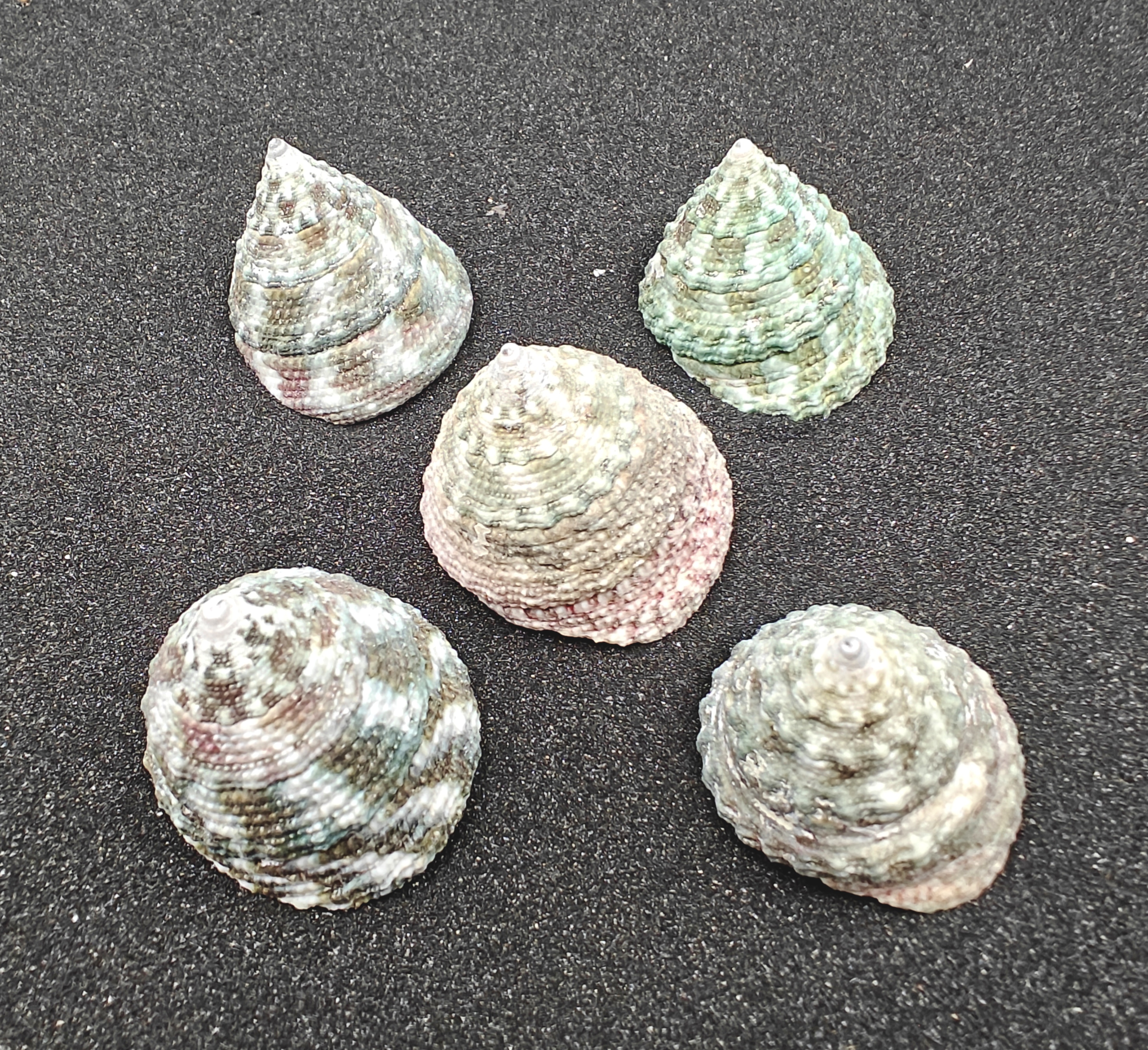 Trocus Green Shells (Large) x5