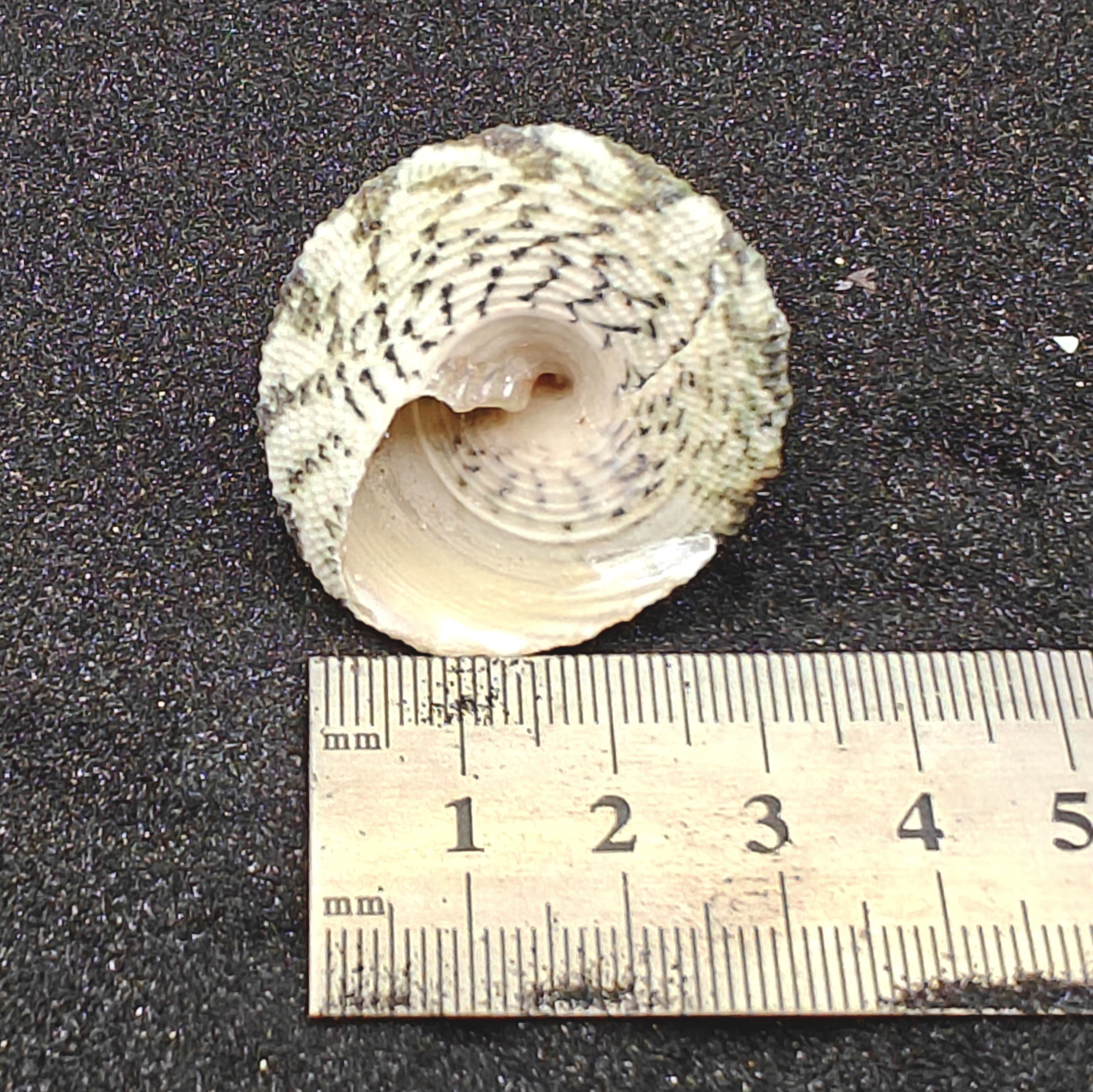 Trocus Green Shells (Large) x5