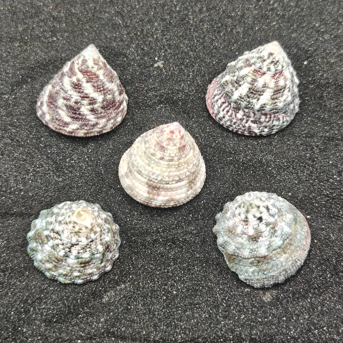 Troca Green Shells (Medium) x5