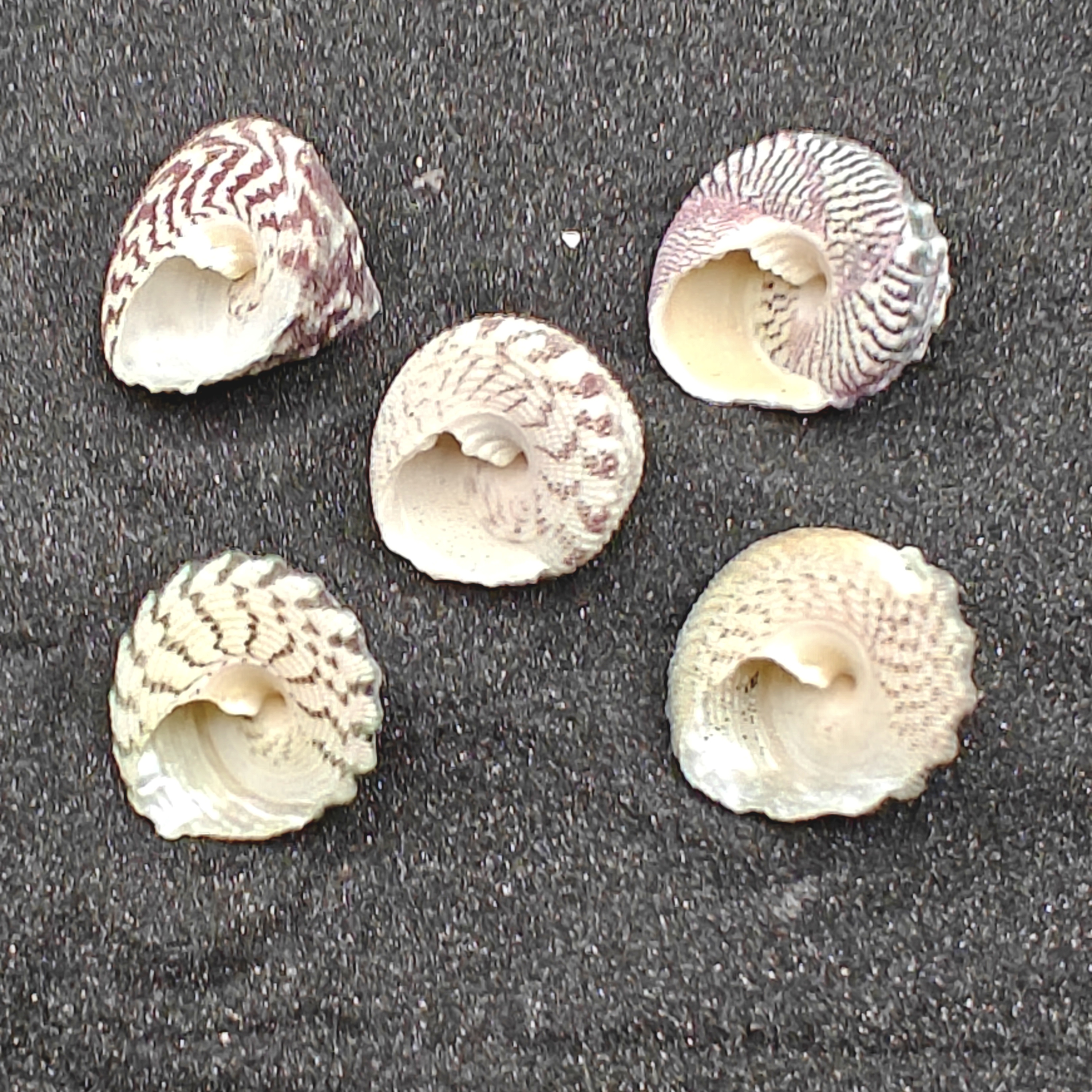 Troca Green Shells (Medium) x5