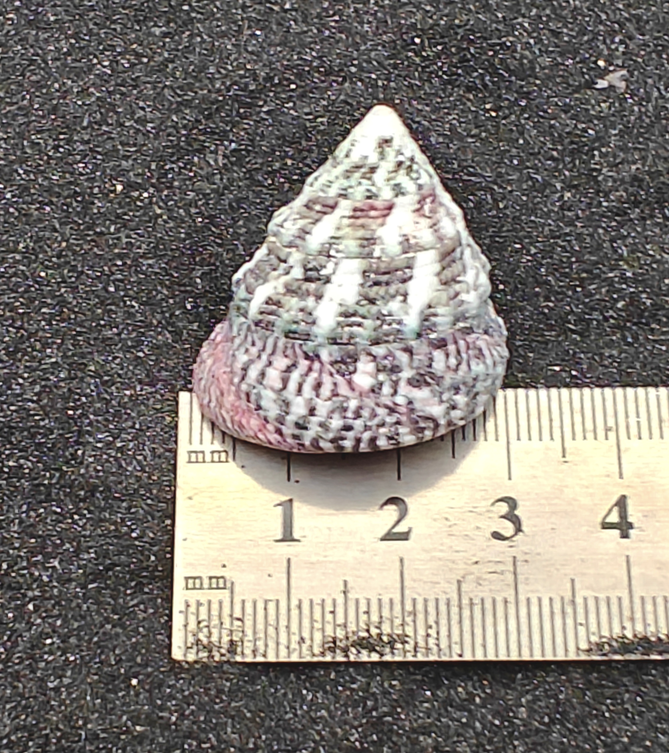 Troca Green Shells (Medium) x5